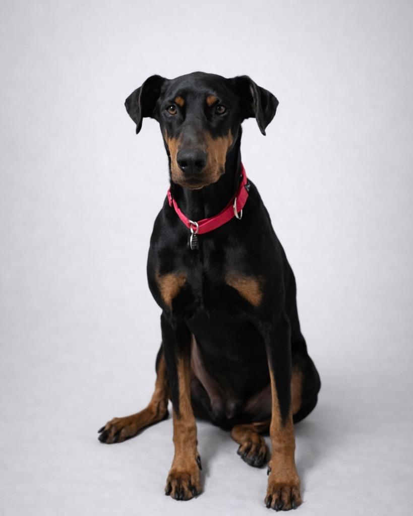 Enlarge Sisqo, a Adoptable Doberman Pinscher in Reno, NV image 1/4