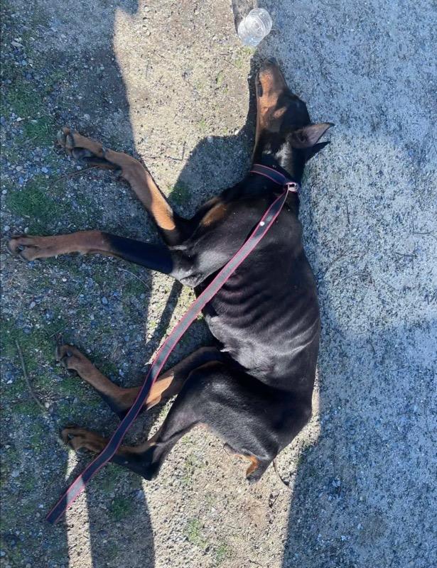 Enlarge Sisqo, a Adoptable Doberman Pinscher in Reno, NV image 2/4