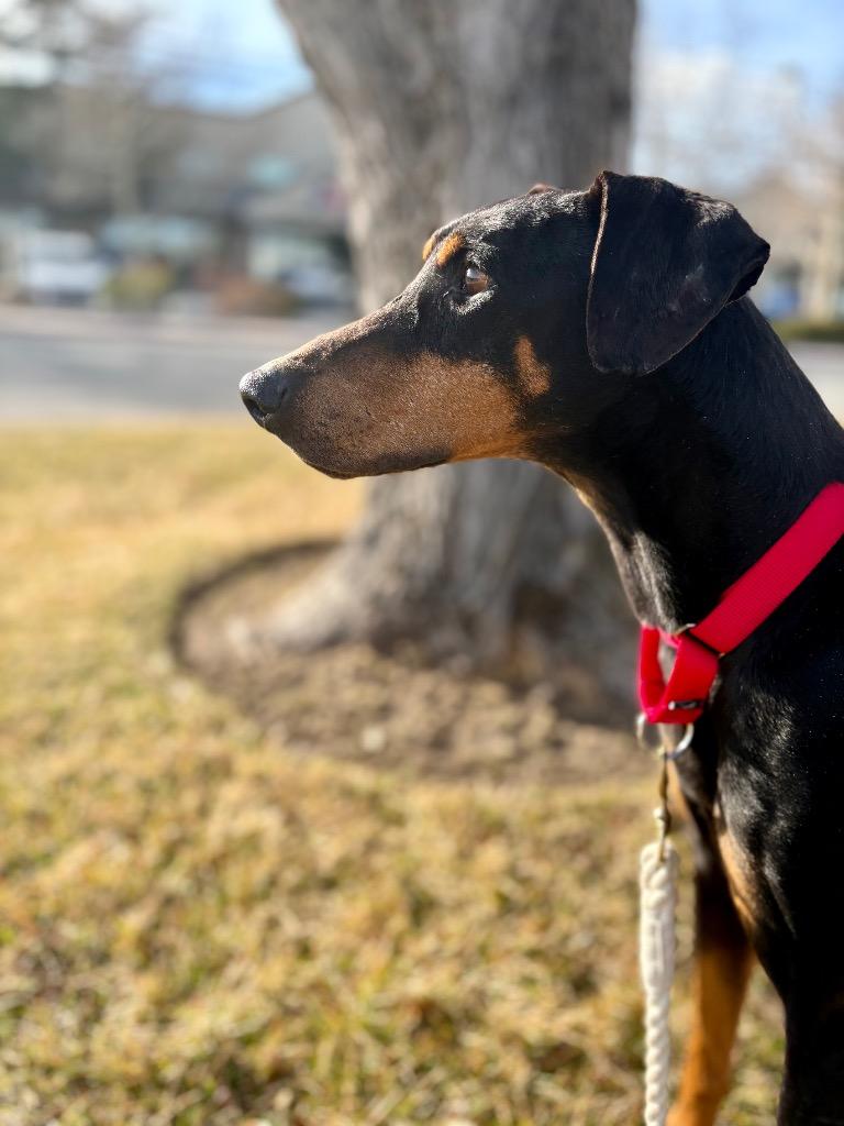 Enlarge Sisqo, a Adoptable Doberman Pinscher in Reno, NV image 3/4