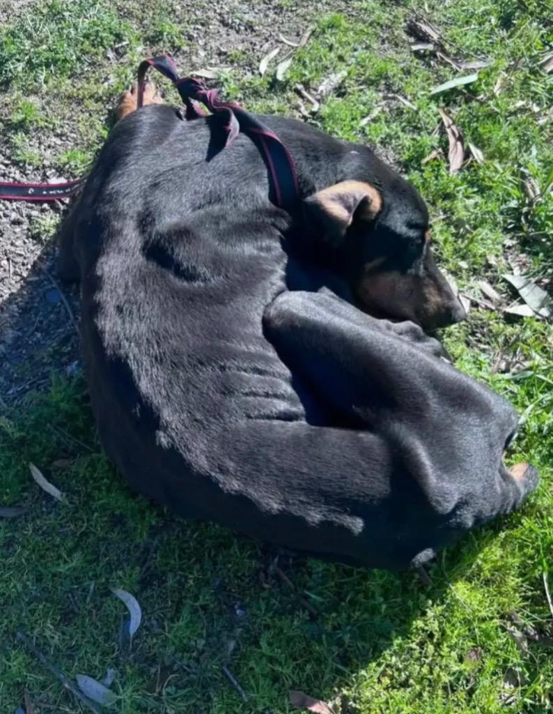 Enlarge Sisqo, a Adoptable Doberman Pinscher in Reno, NV image 4/4