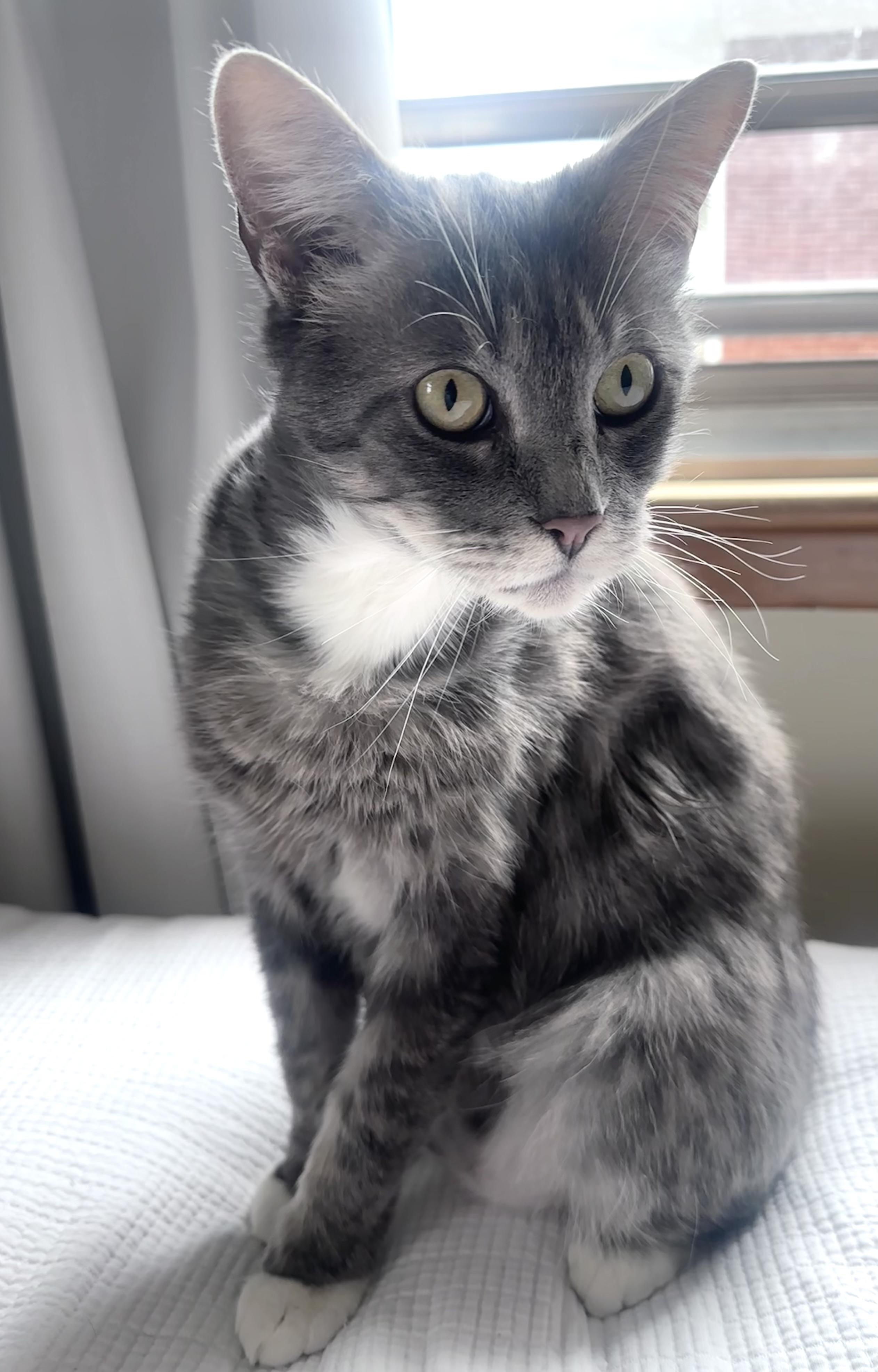 Romeo (aka Romy)