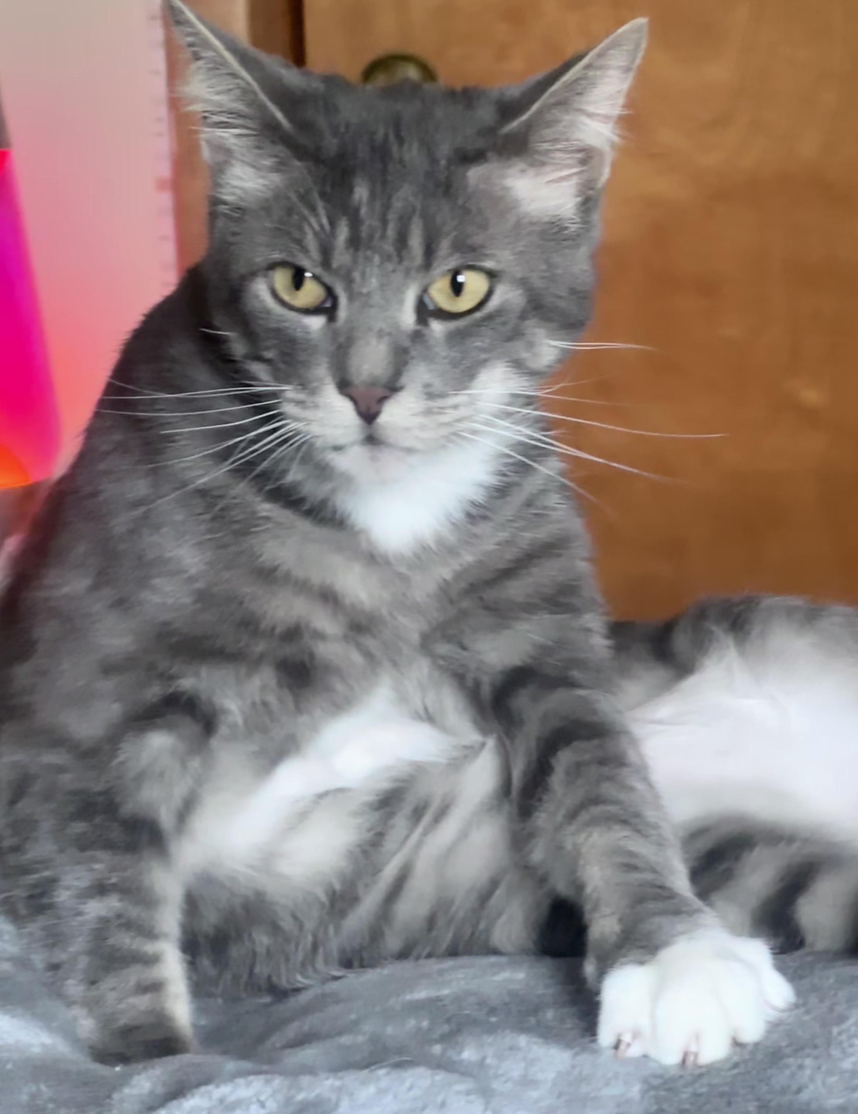 Romeo (aka Romy)
