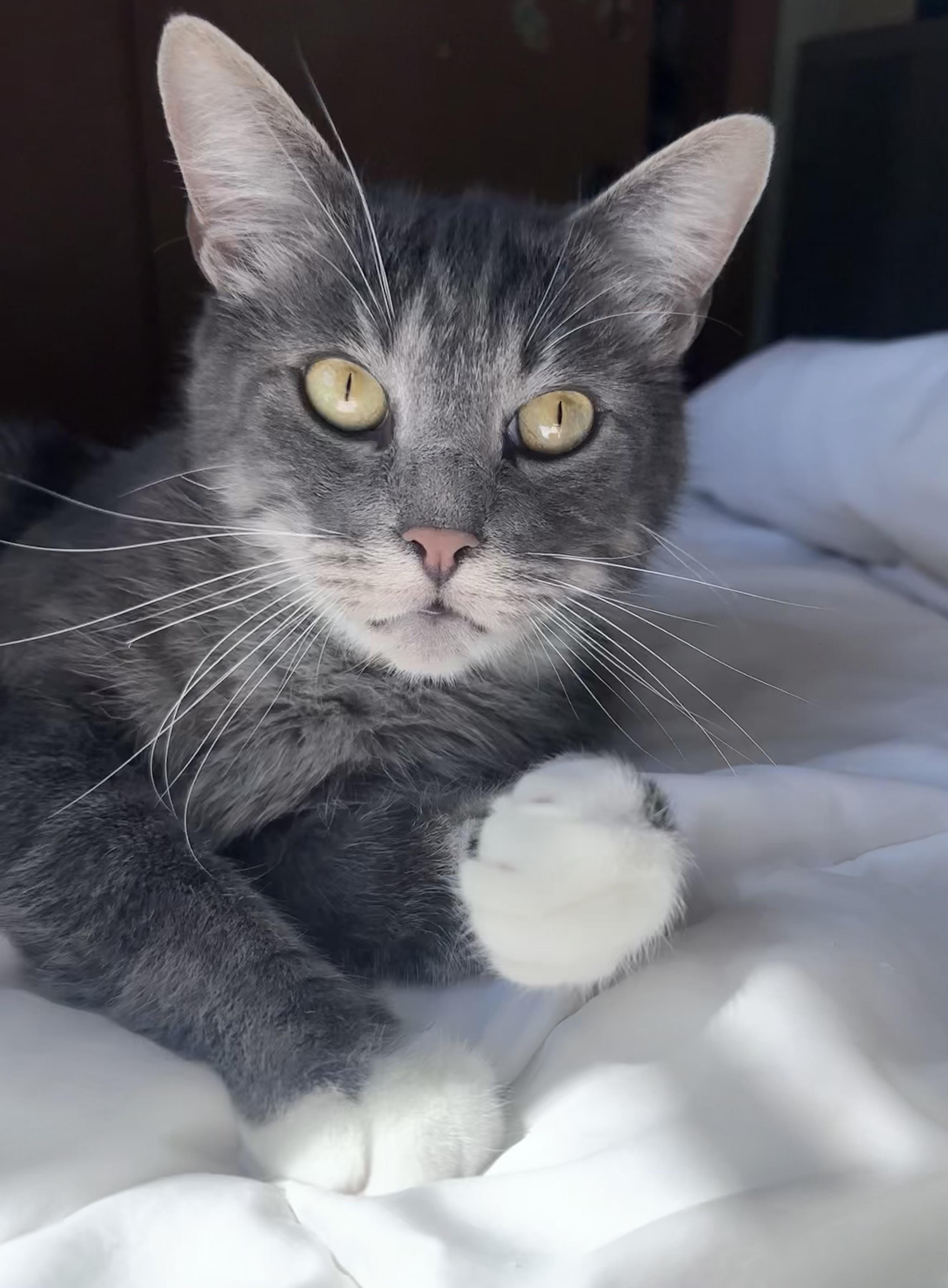 Romeo (aka Romy)