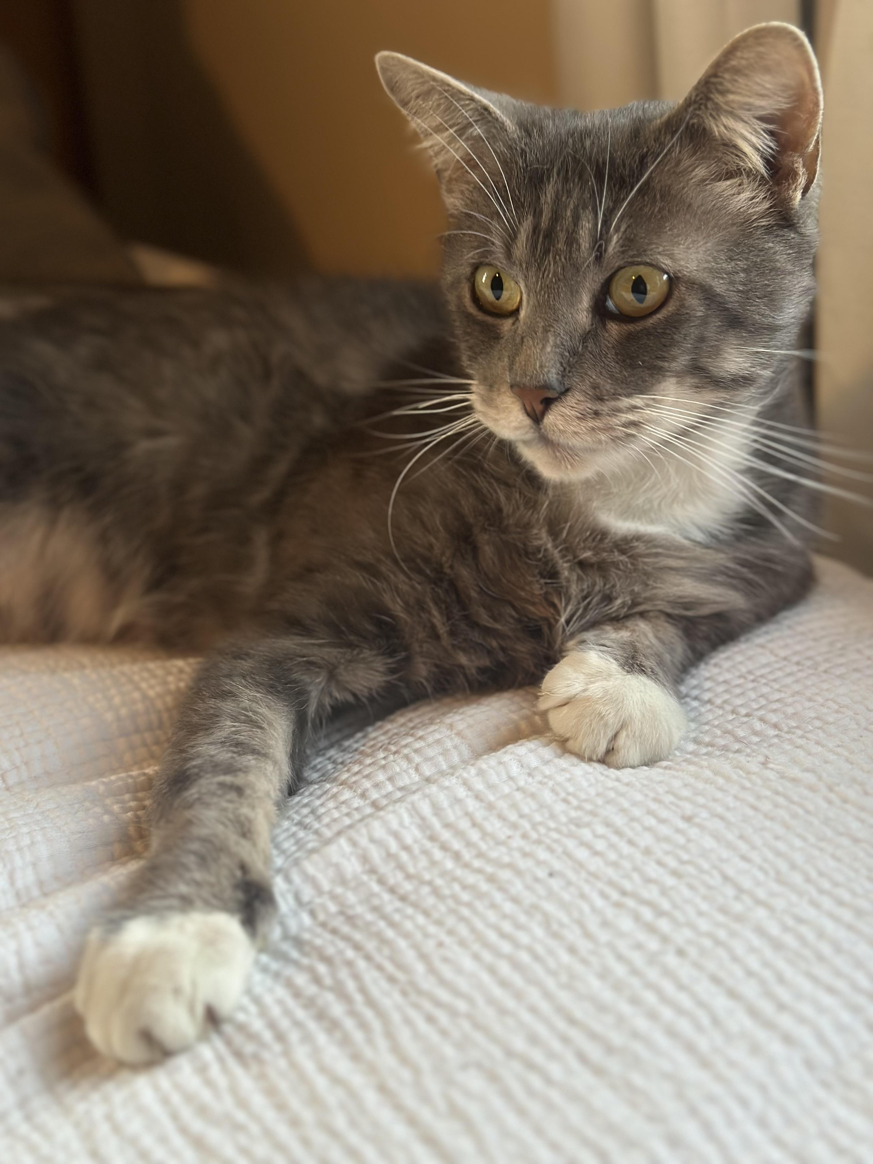 Romeo (aka Romy)