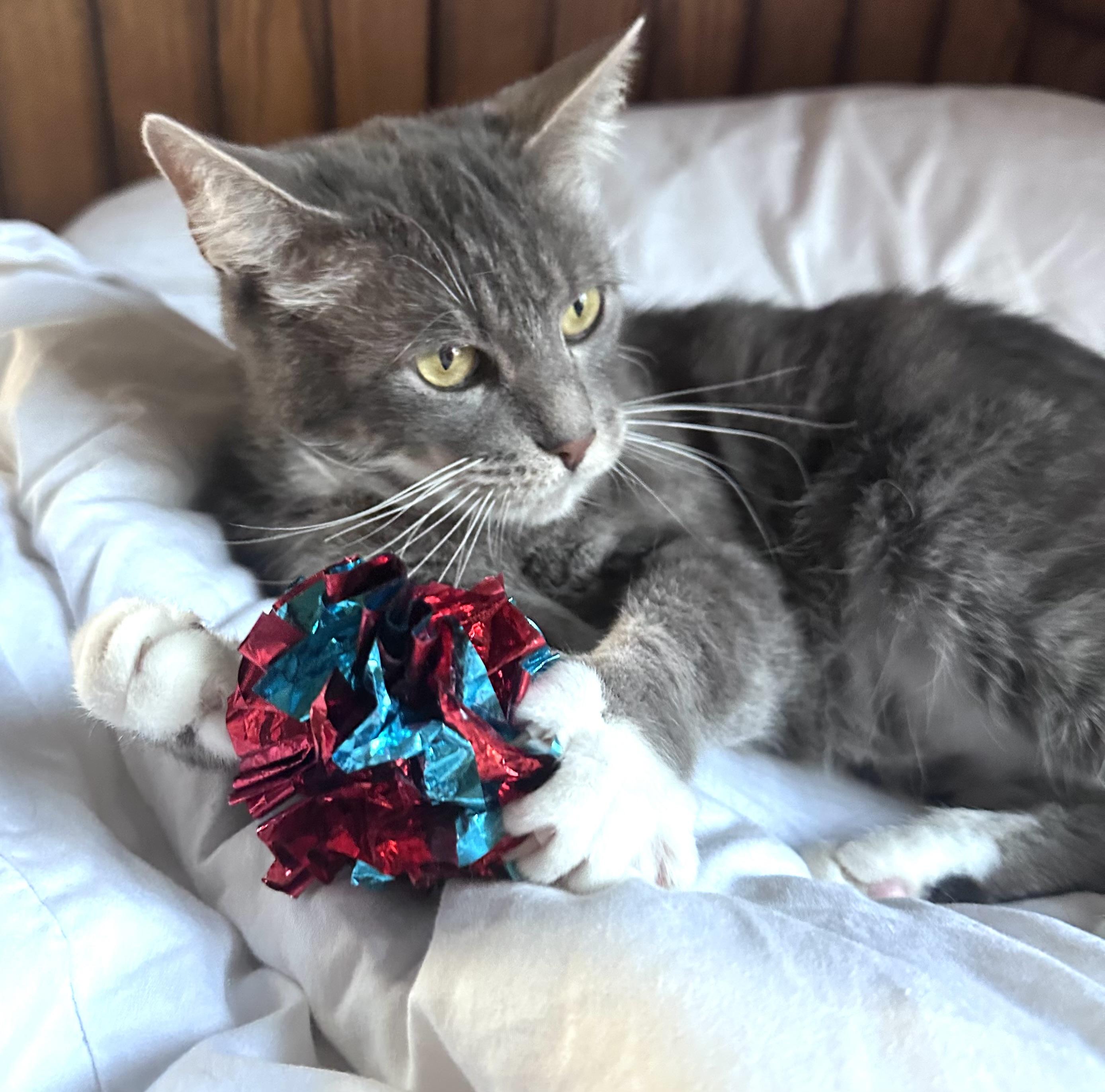 Romeo (aka Romy)
