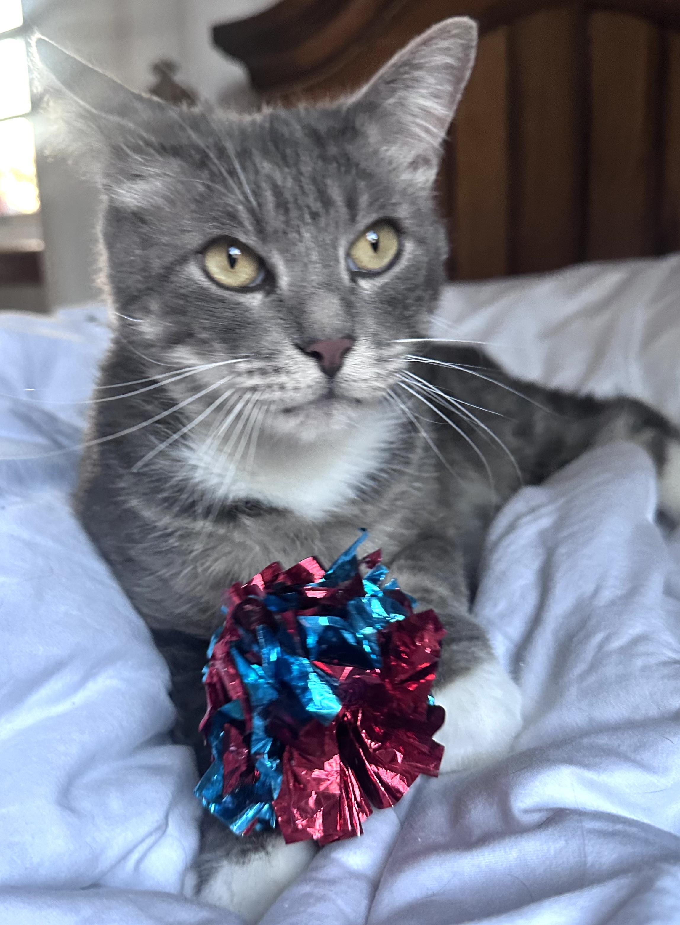 Romeo (aka Romy)