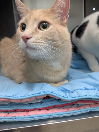 Kit, Adoptable, Adult Male Domestic Short Hair & Domestic Short Hair.