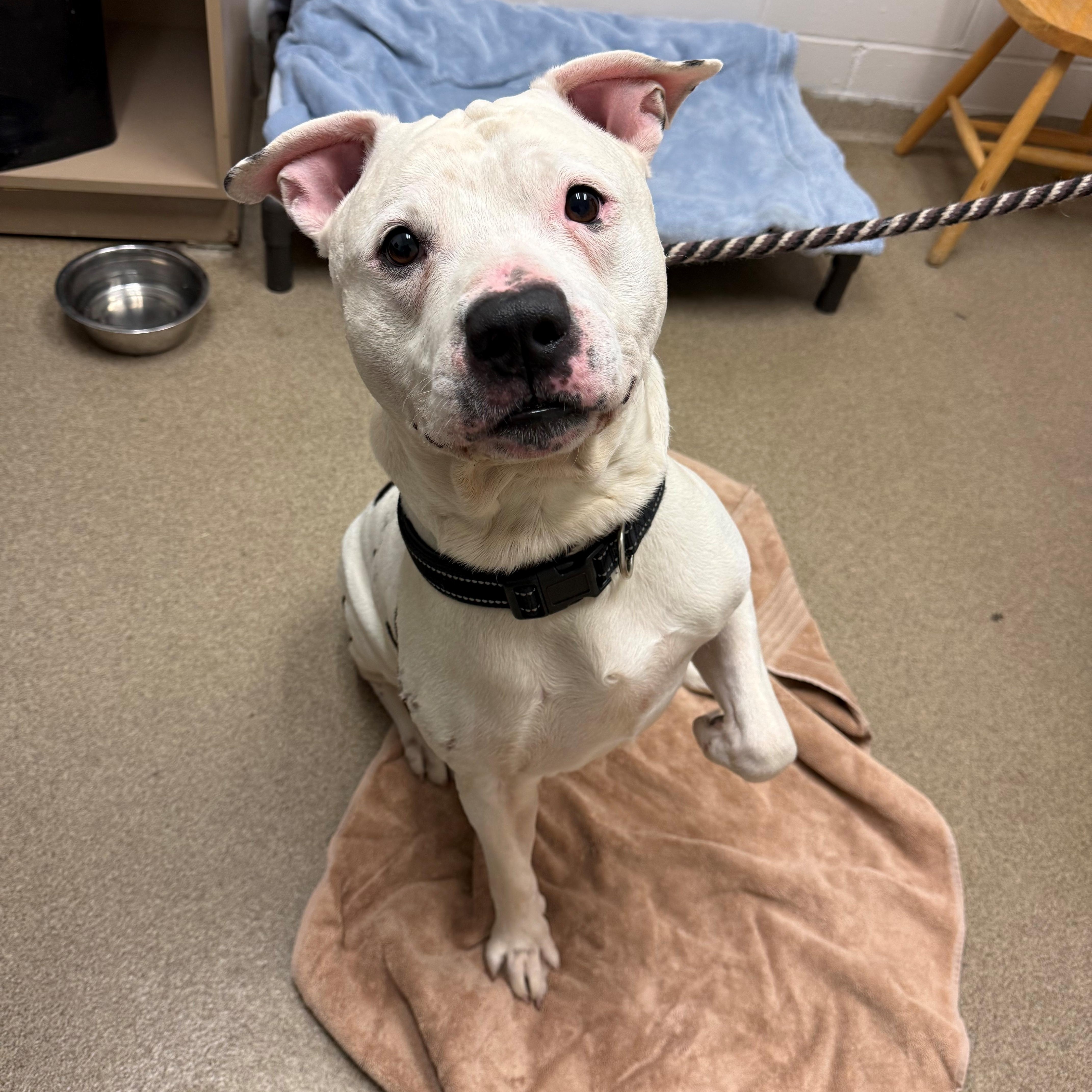 Lou, Adult Male Pit Bull Terrier