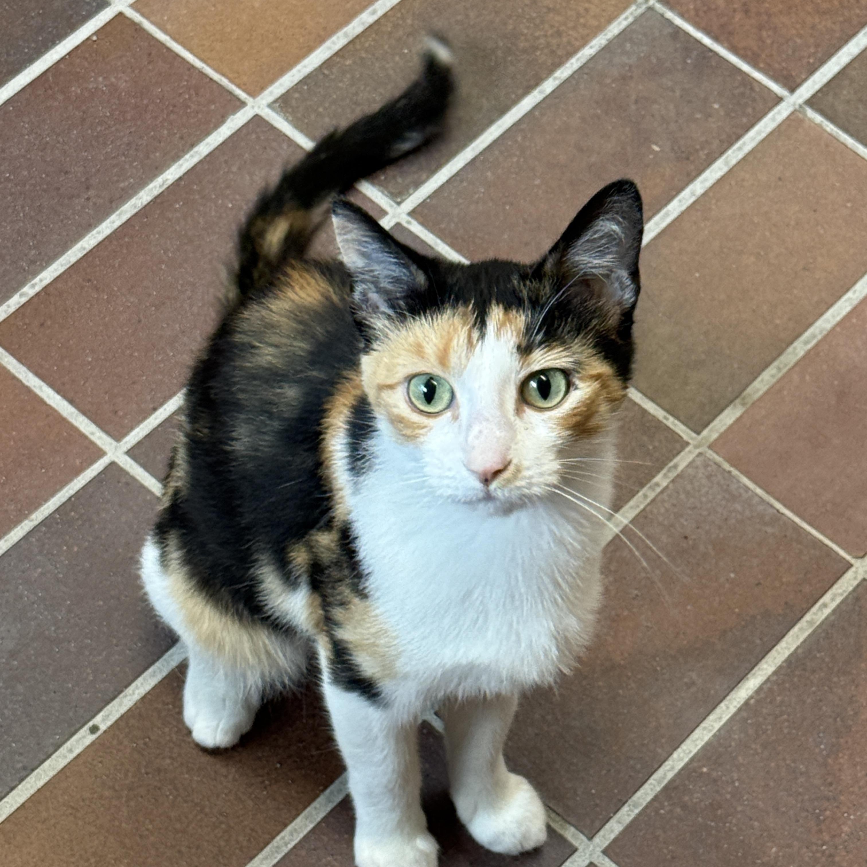 Margot, a ADOPTABLE Calico in Des Moines, IA image 4/5