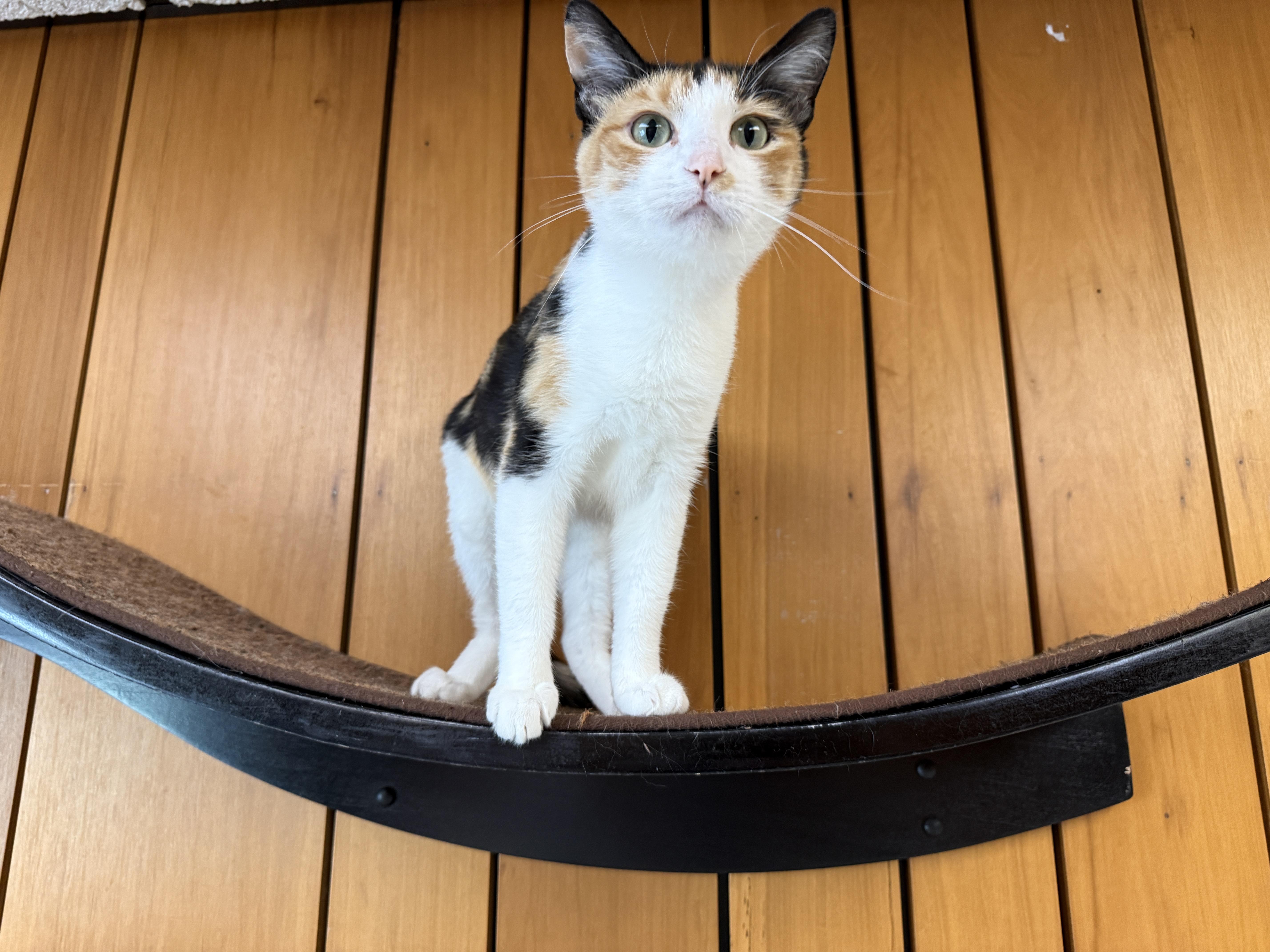 Margot, a ADOPTABLE Calico in Des Moines, IA image 5/5