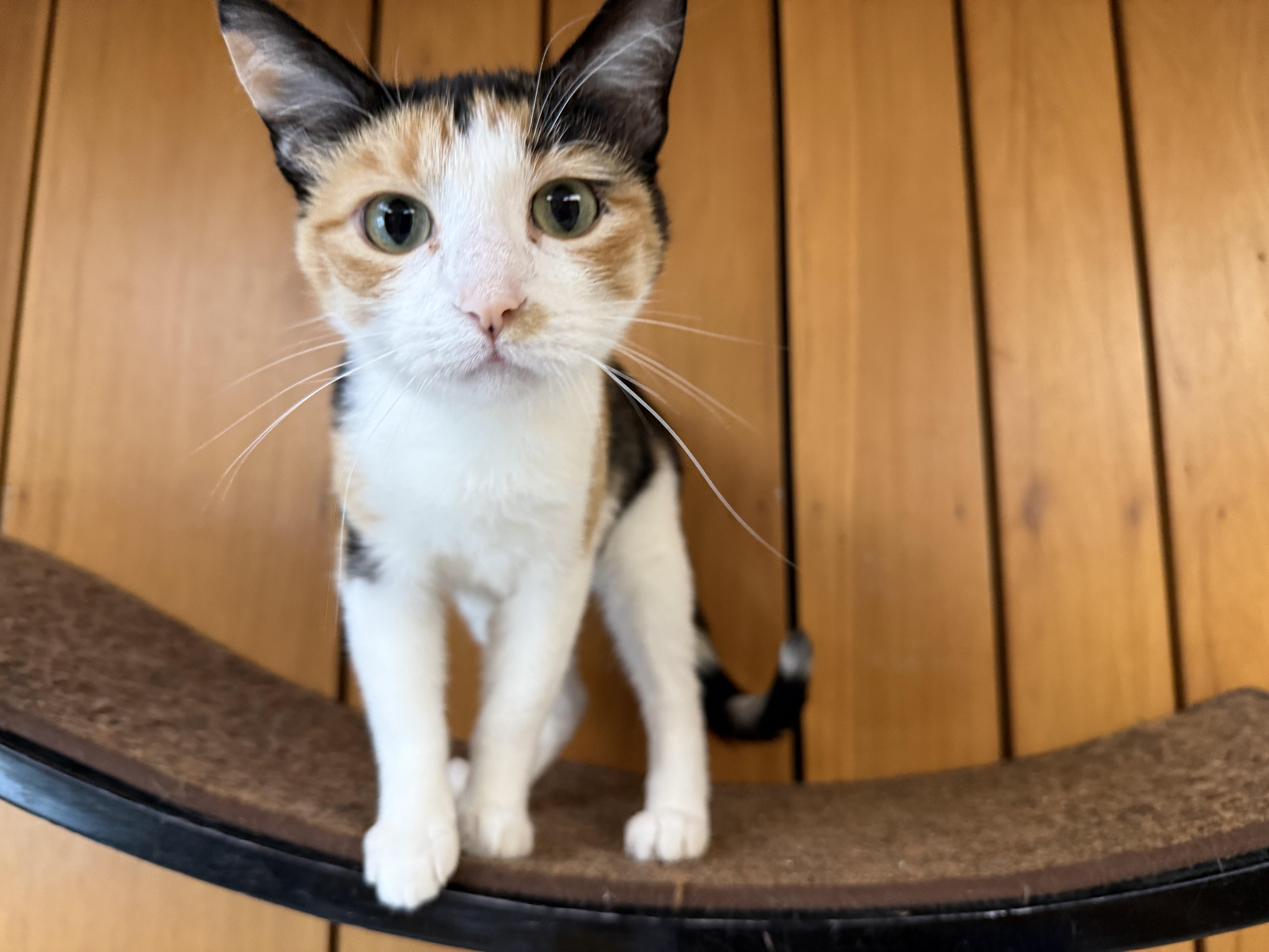 Margot, ADOPTABLE, Young Female Calico.