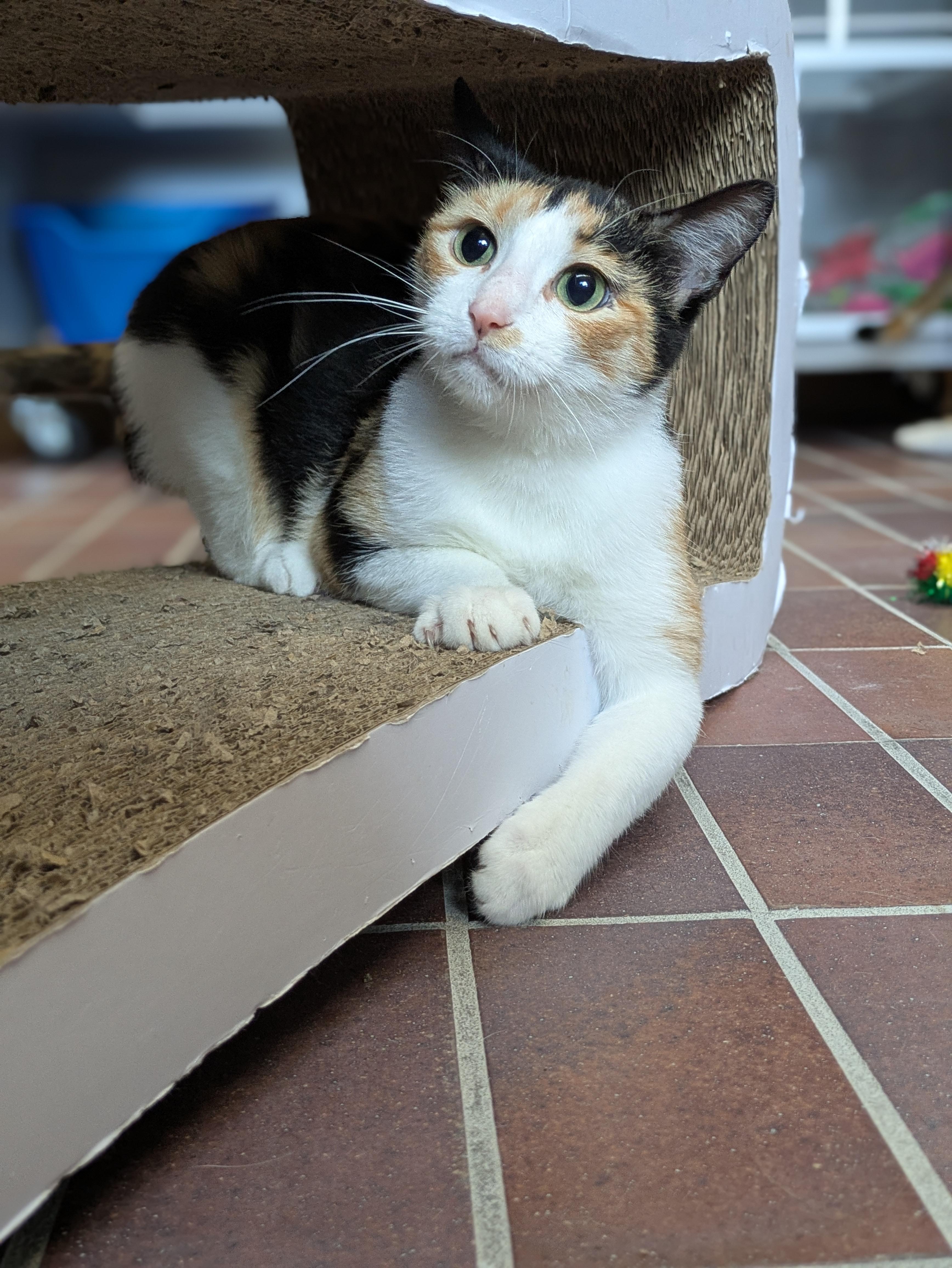Margot, a ADOPTABLE Calico in Des Moines, IA image 3/5