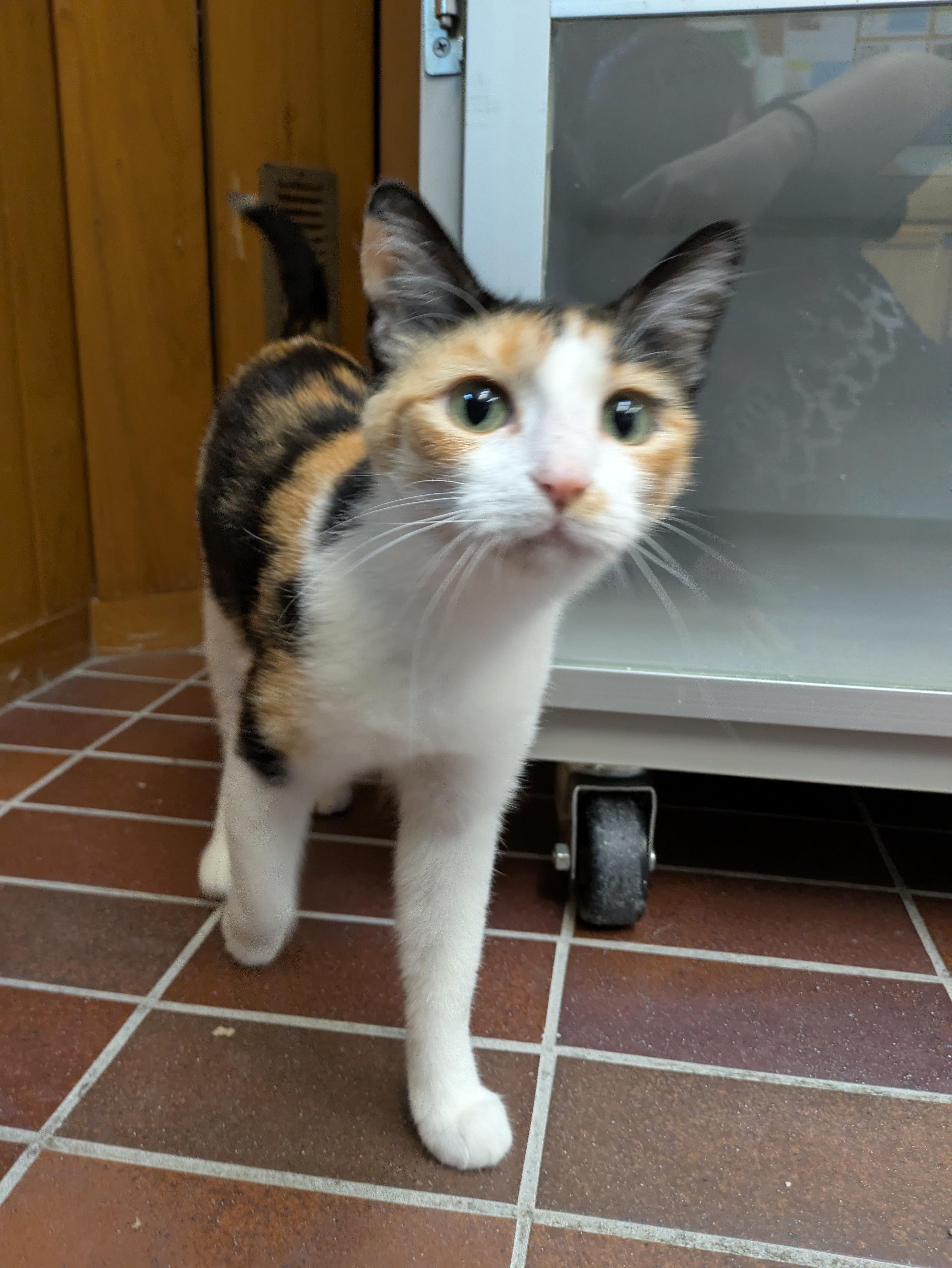Margot, a ADOPTABLE Calico in Des Moines, IA image 2/5
