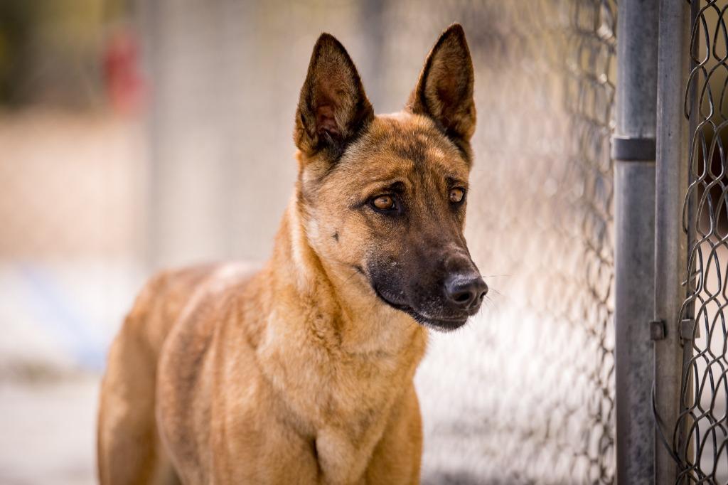 Rebel, Adoptable, Adult Female Belgian Shepherd / Malinois.