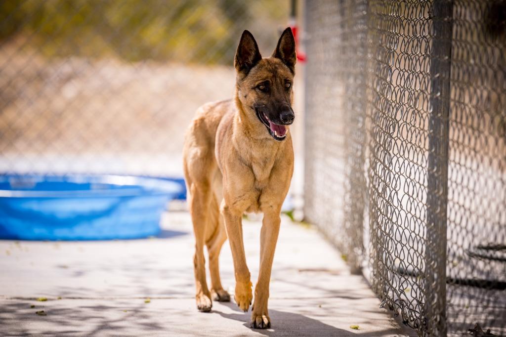 Enlarge Rebel, a Adoptable Belgian Shepherd / Malinois in Twentynine Palms, CA image 2/5