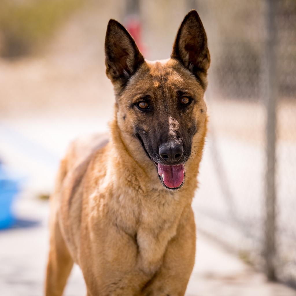 Enlarge Rebel, a Adoptable Belgian Shepherd / Malinois in Twentynine Palms, CA image 3/5
