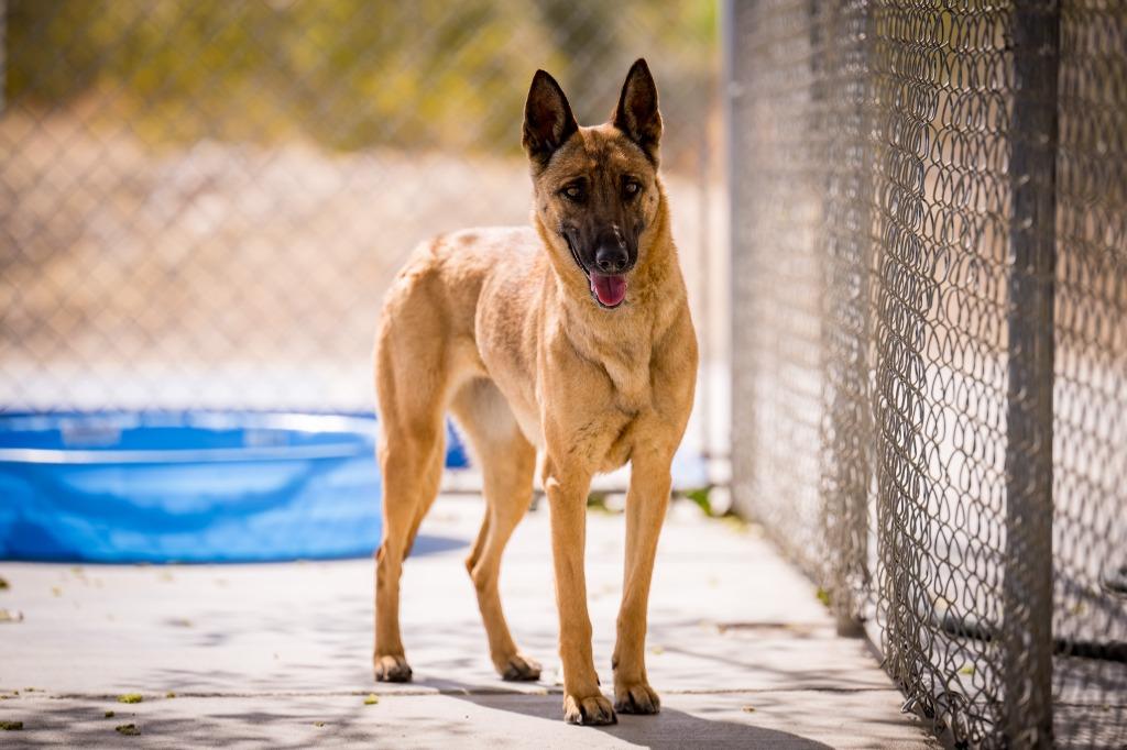 Enlarge Rebel, a Adoptable Belgian Shepherd / Malinois in Twentynine Palms, CA image 4/5