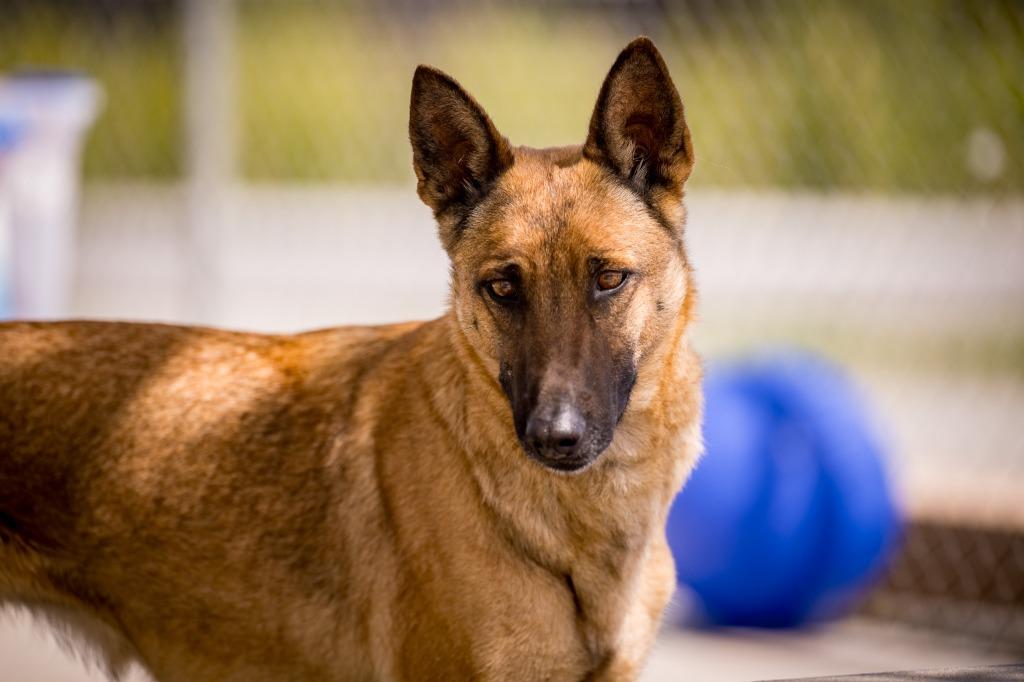 Enlarge Rebel, a Adoptable Belgian Shepherd / Malinois in Twentynine Palms, CA image 5/5