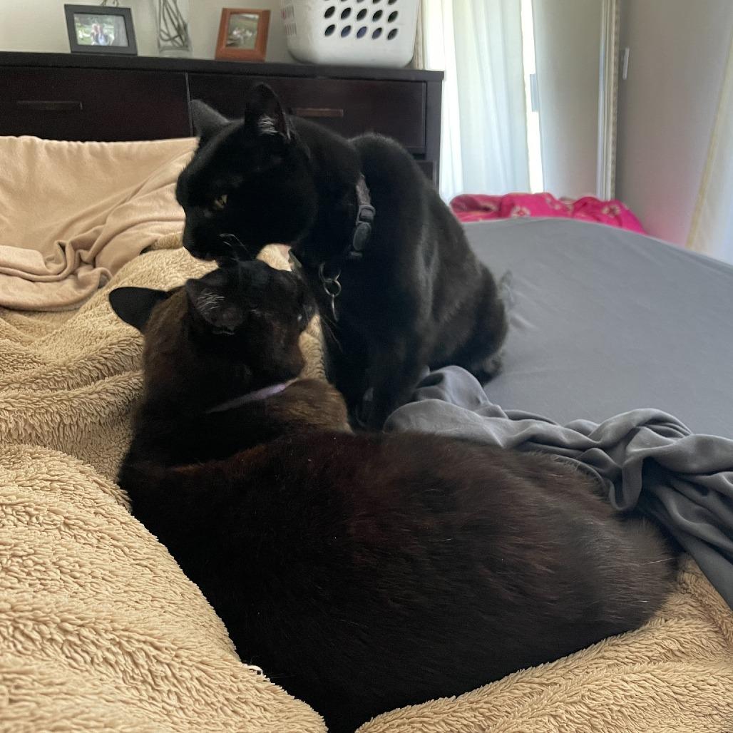 Enlarge Tiger, a Adoptable Domestic Medium Hair in Santa Barbara, CA image 2/3