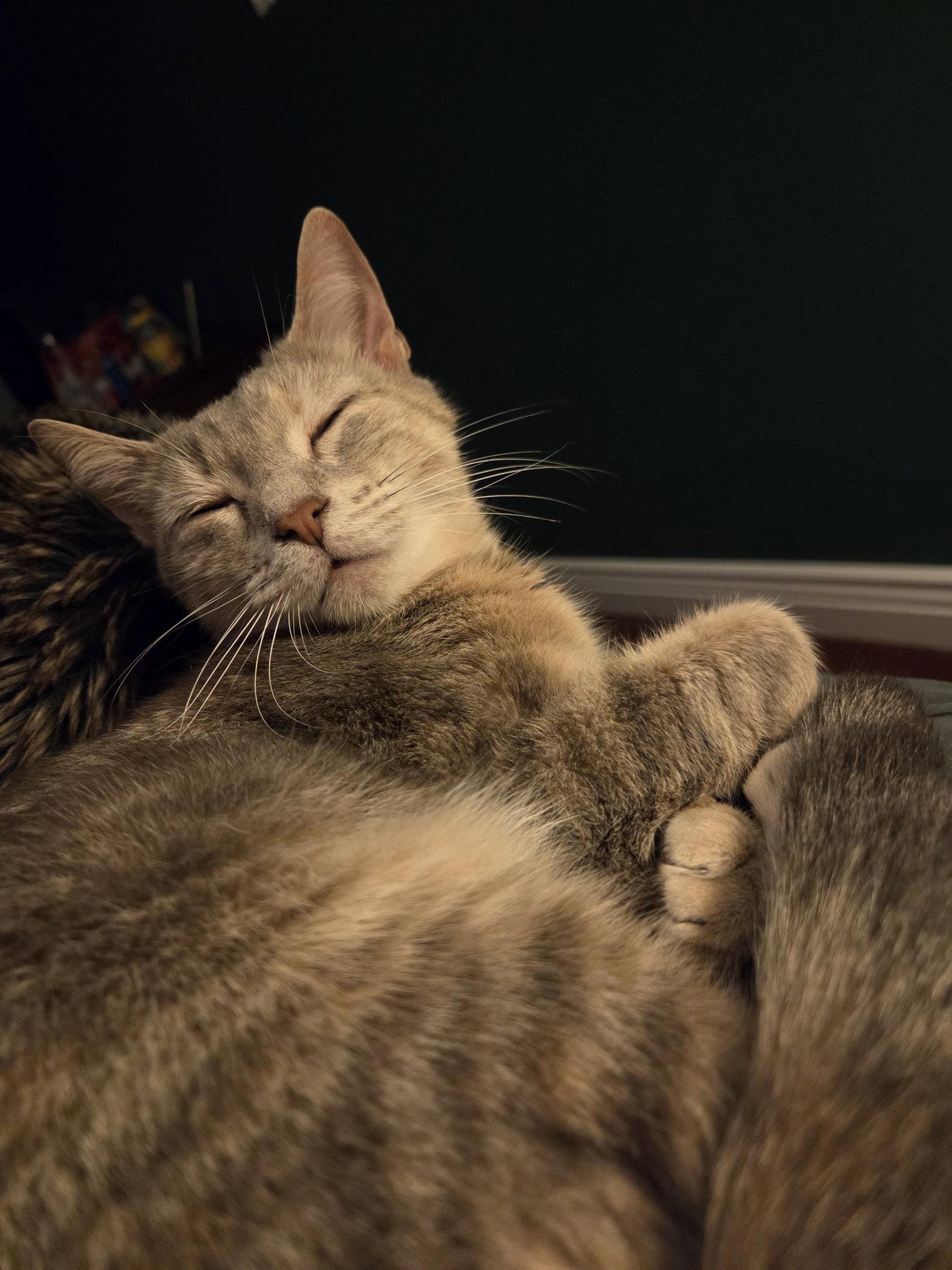 MISS - A Cozy Companion, Adoptable, Young Female Domestic Short Hair.