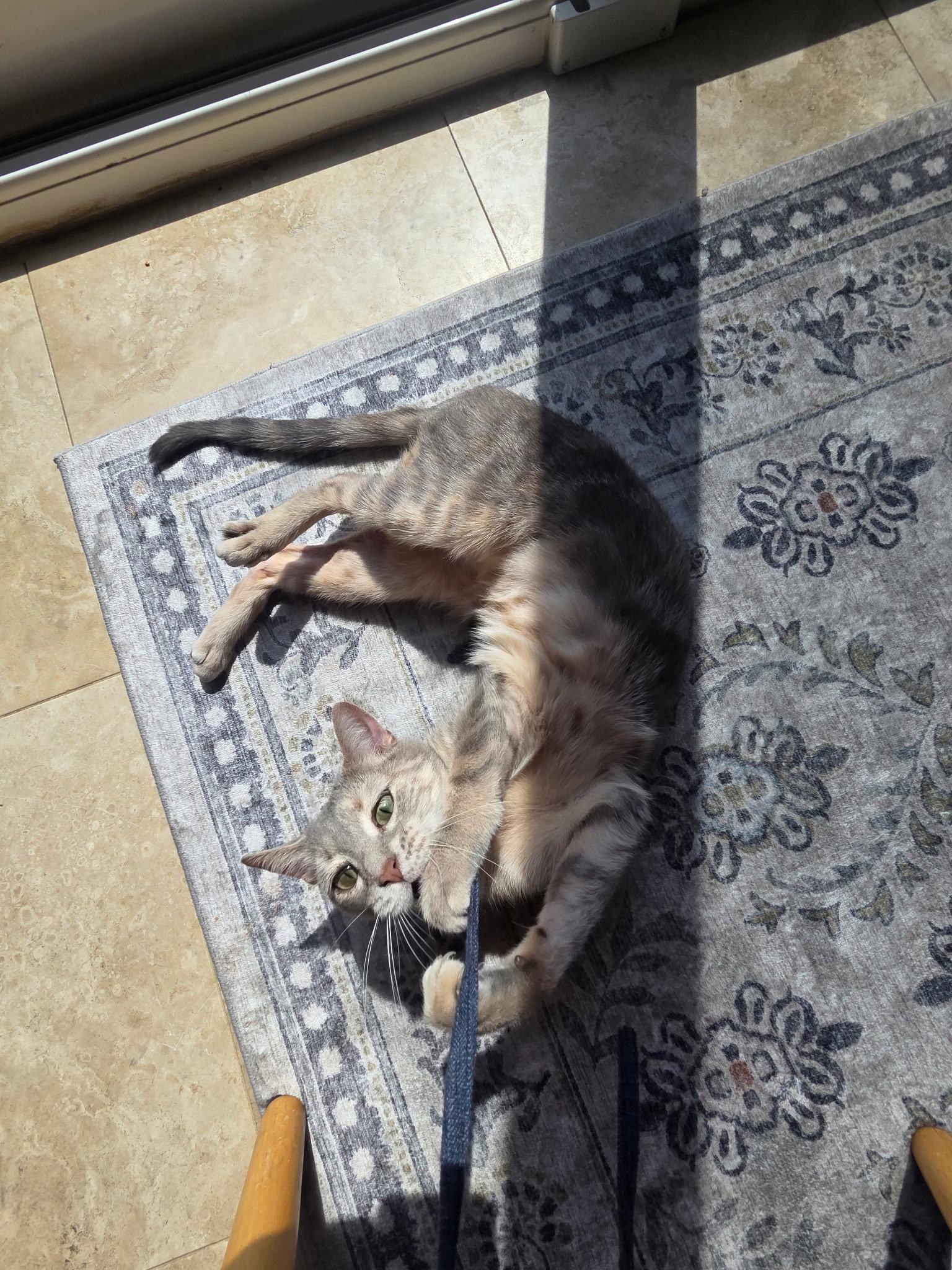 Enlarge MISS - A Cozy Companion, a Adoptable Domestic Short Hair in Oakhurst, NJ image 2/3