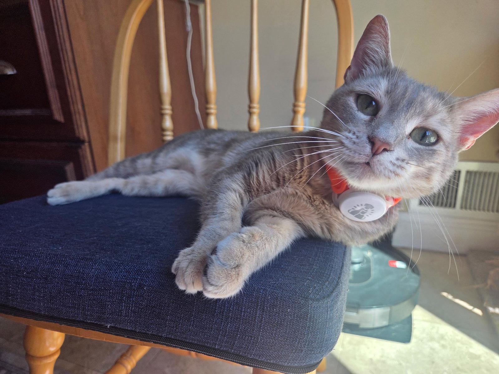 Enlarge MISS - A Cozy Companion, a Adoptable Domestic Short Hair in Oakhurst, NJ image 3/3