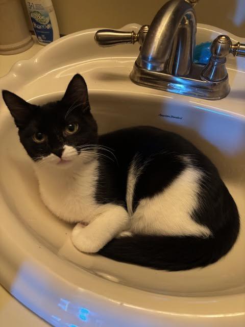 Enlarge Lucky ( full of energy), a Adoptable mixed breed in Macomb, MI image 1/2