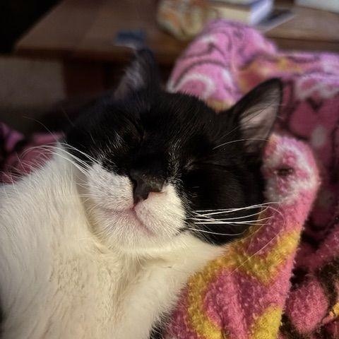 Enlarge Lucky ( full of energy), a Adoptable mixed breed in Macomb, MI image 2/2