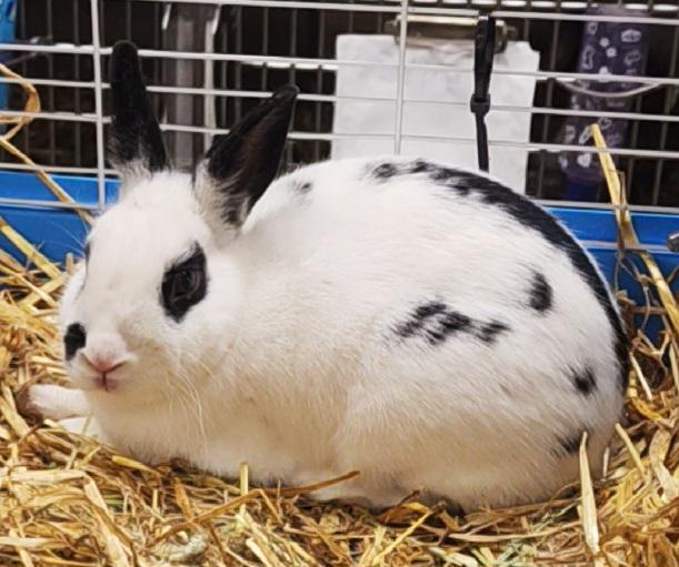 Enlarge JELLYBEAN, a Adoptable Bunny Rabbit in Anchorage, AK image 1/1