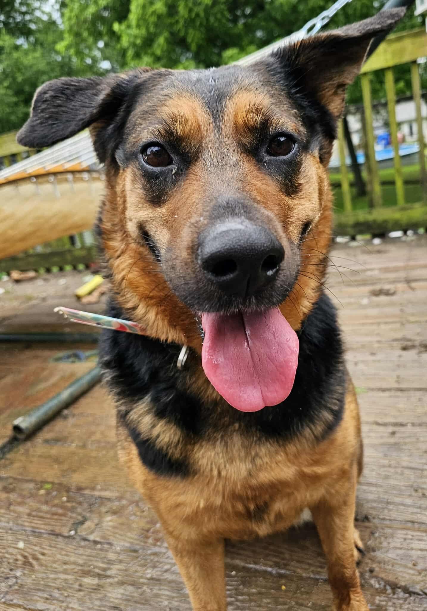 Farley, a Adoptable mixed breed in Fishkill, NY image 4/6