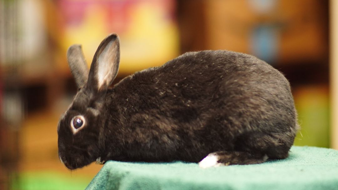 Midnight, a Adoptable Rex in Vancouver, BC image 1/2