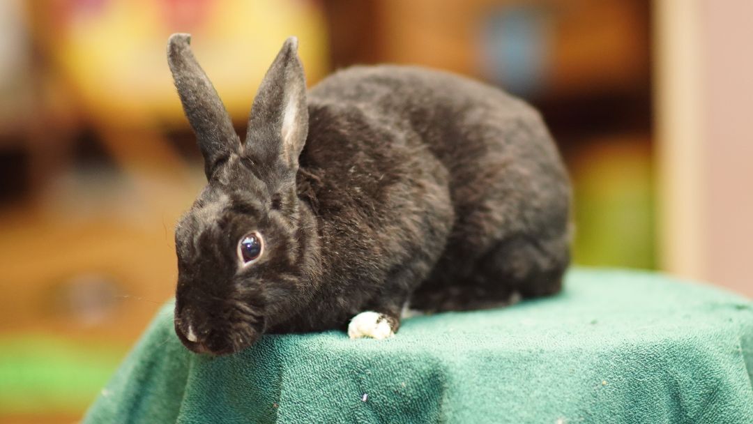 Midnight, a Adoptable Rex in Vancouver, BC image 2/2