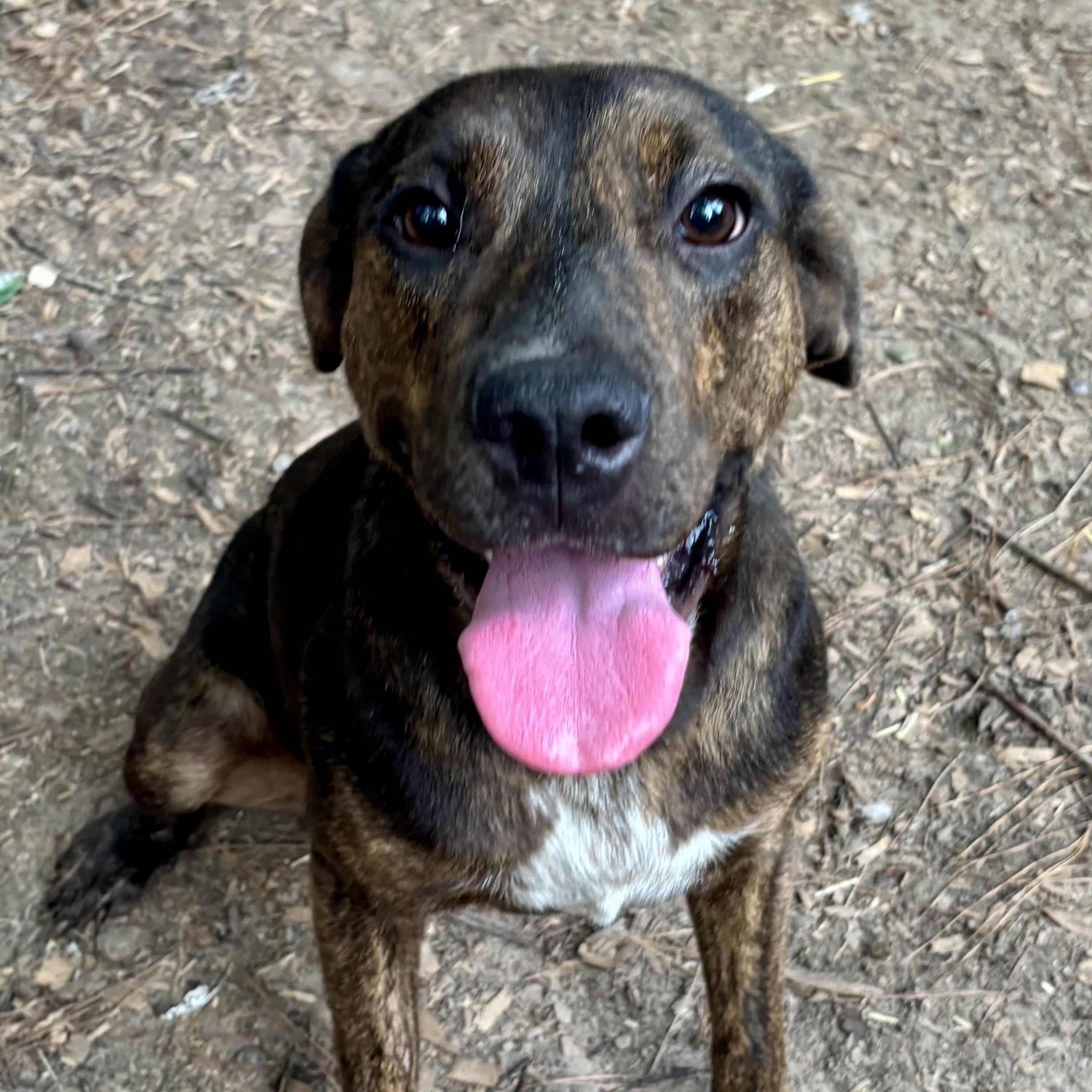 Alisea, Adoptable, Puppy Female Mountain Cur.