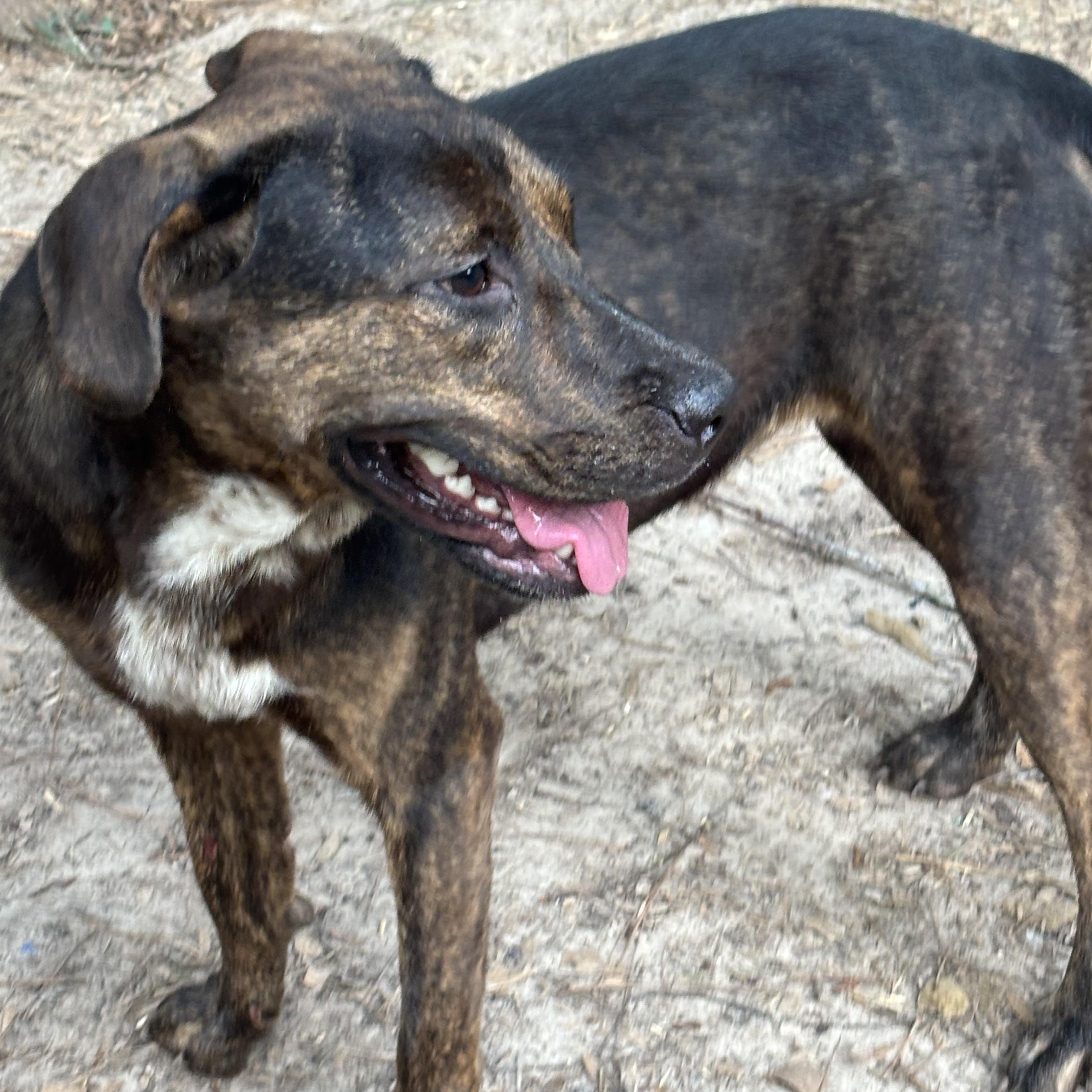 Enlarge Alisea, a Adoptable mixed breed in Perrysburg, OH image 3/3