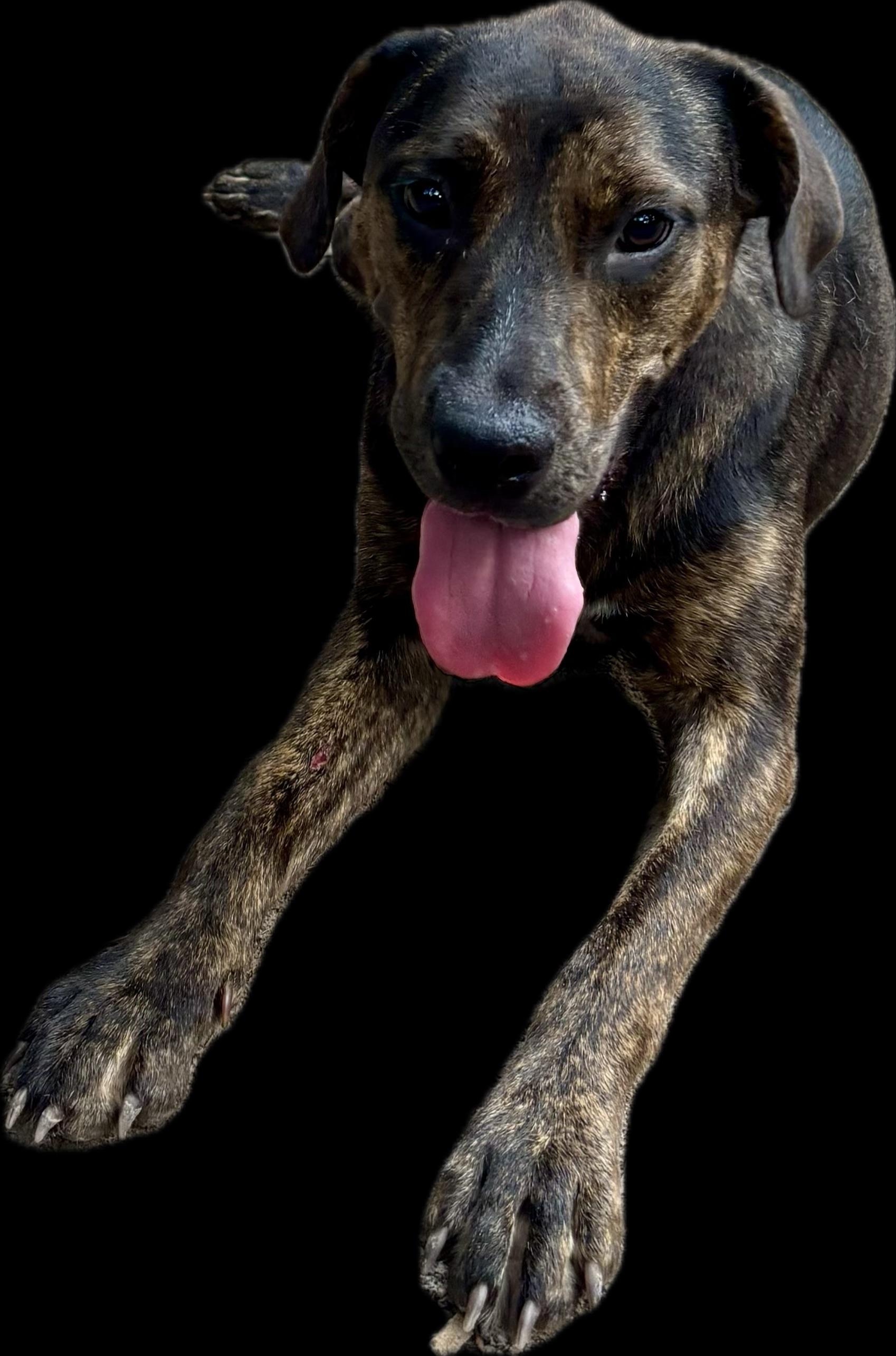 Enlarge Alisea, a Adoptable mixed breed in Perrysburg, OH image 2/3
