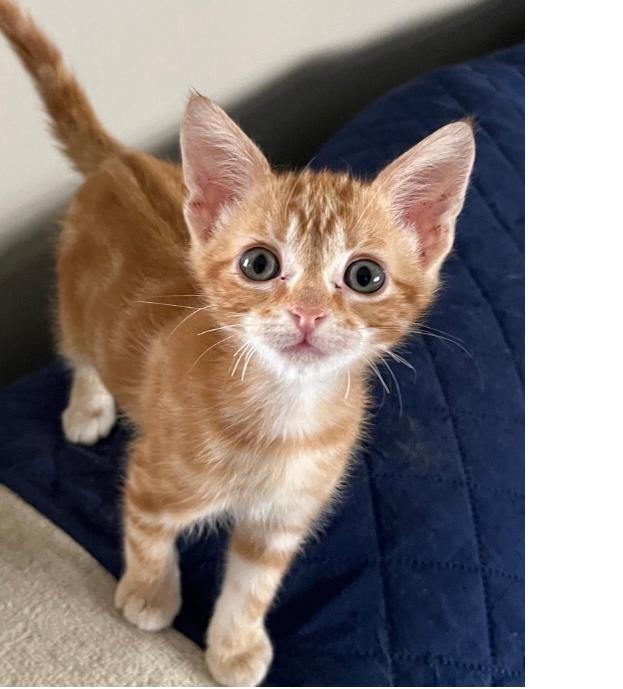 Mango, Adopted, Kitten Male Domestic Short Hair.