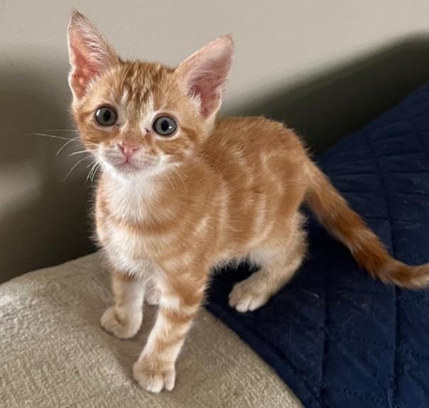 Enlarge Mango, a Adopted Domestic Short Hair in Lafayette, LA image 2/3