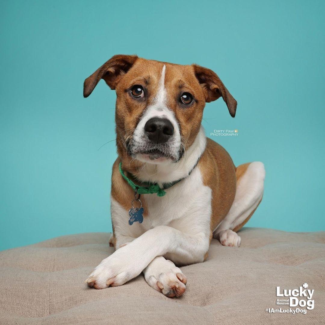 Enlarge Lemuel, a Adoptable mixed breed in Washington, DC image 1/3