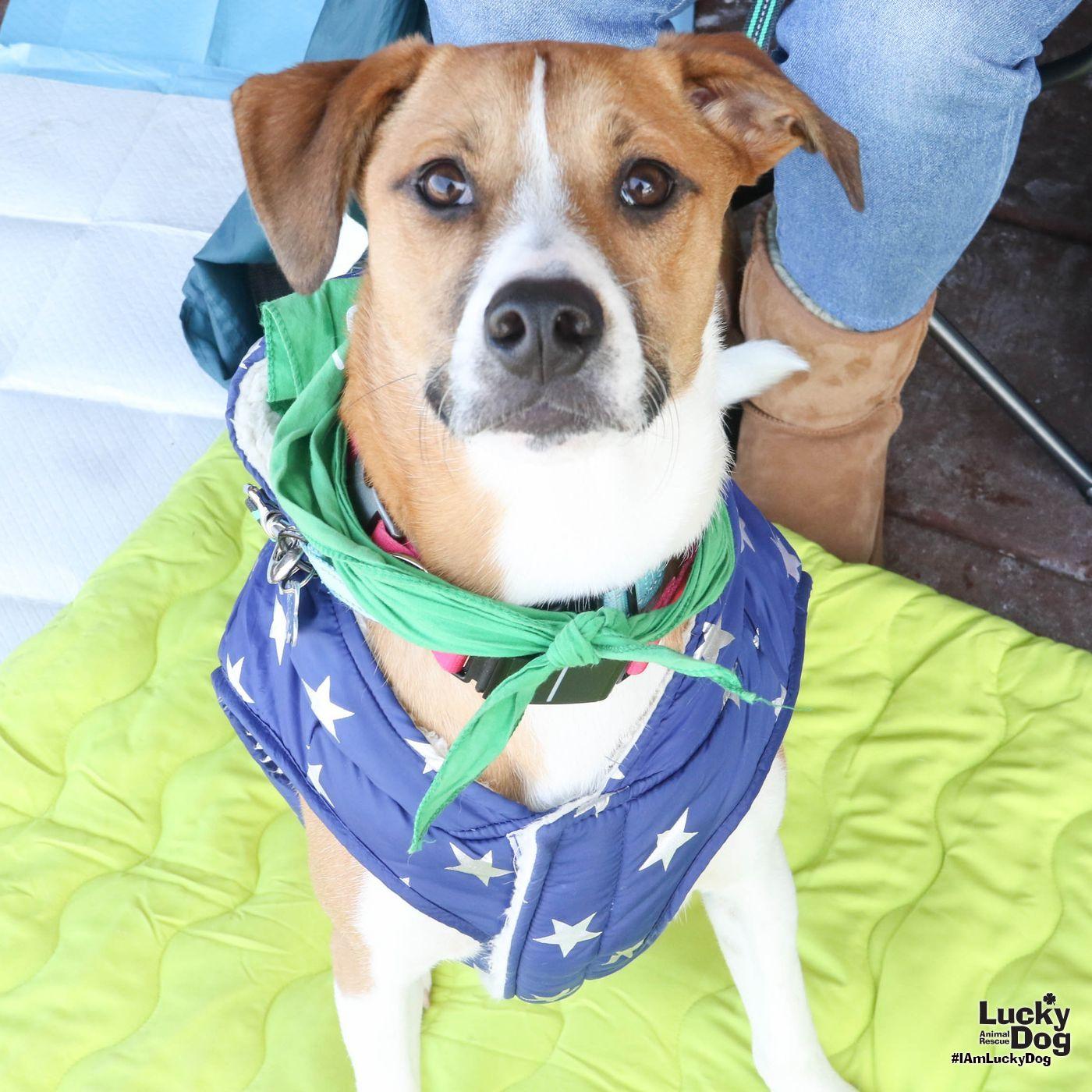 Enlarge Lemuel, a Adoptable mixed breed in Washington, DC image 2/3