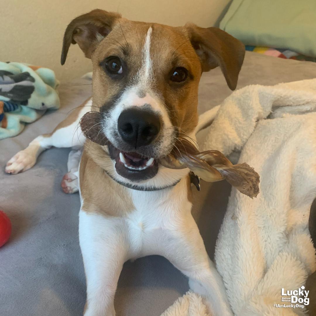 Lemuel, Adoptable, Young Male Shepherd & Australian Cattle Dog / Blue Heeler.