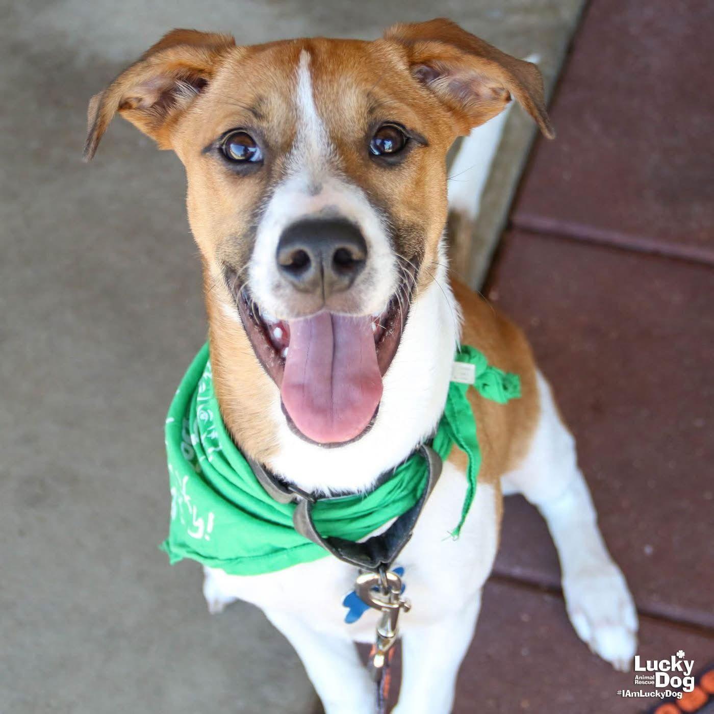 Enlarge Lemuel, a Adoptable mixed breed in Washington, DC image 2/3