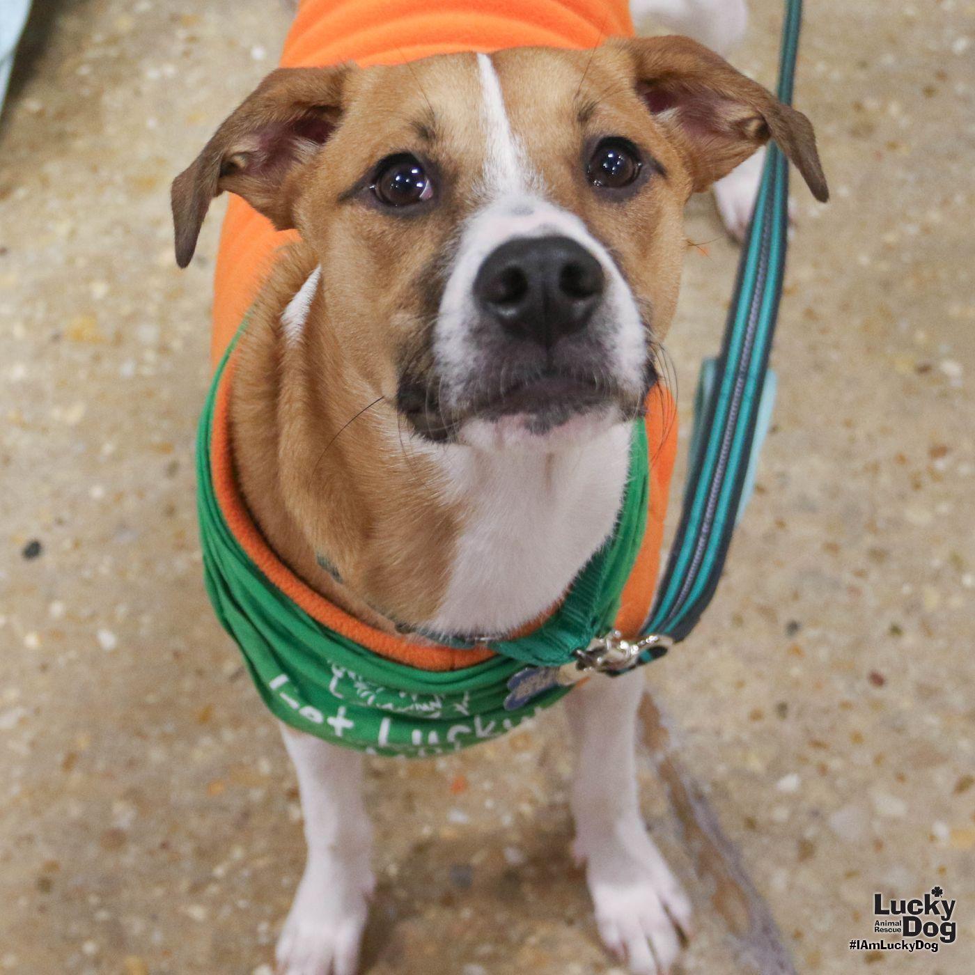 Enlarge Lemuel, a Adoptable mixed breed in Washington, DC image 3/3