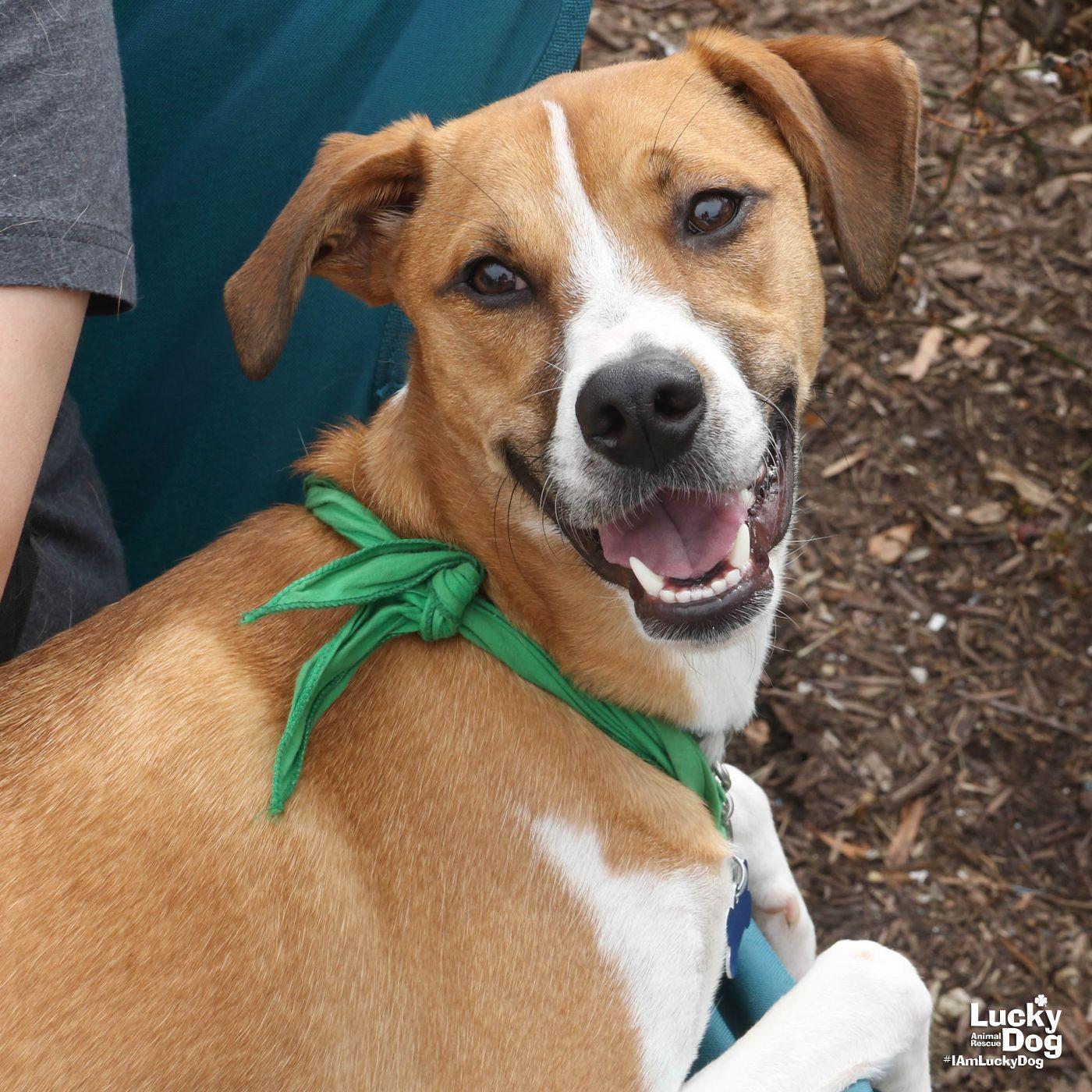 Enlarge Lemuel, a Adopted mixed breed in Washington, DC image 3/3