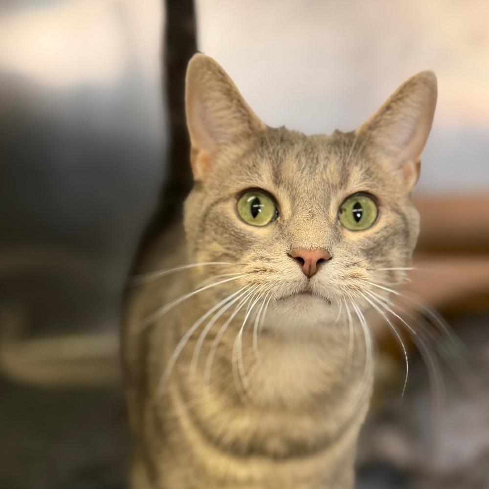 Enlarge Zion, a Adoptable mixed breed in Columbus, OH image 2/3