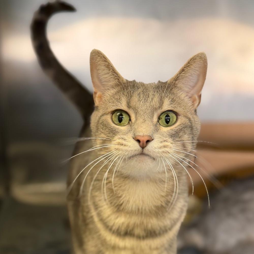 Enlarge Zion, a Adoptable mixed breed in Columbus, OH image 3/3