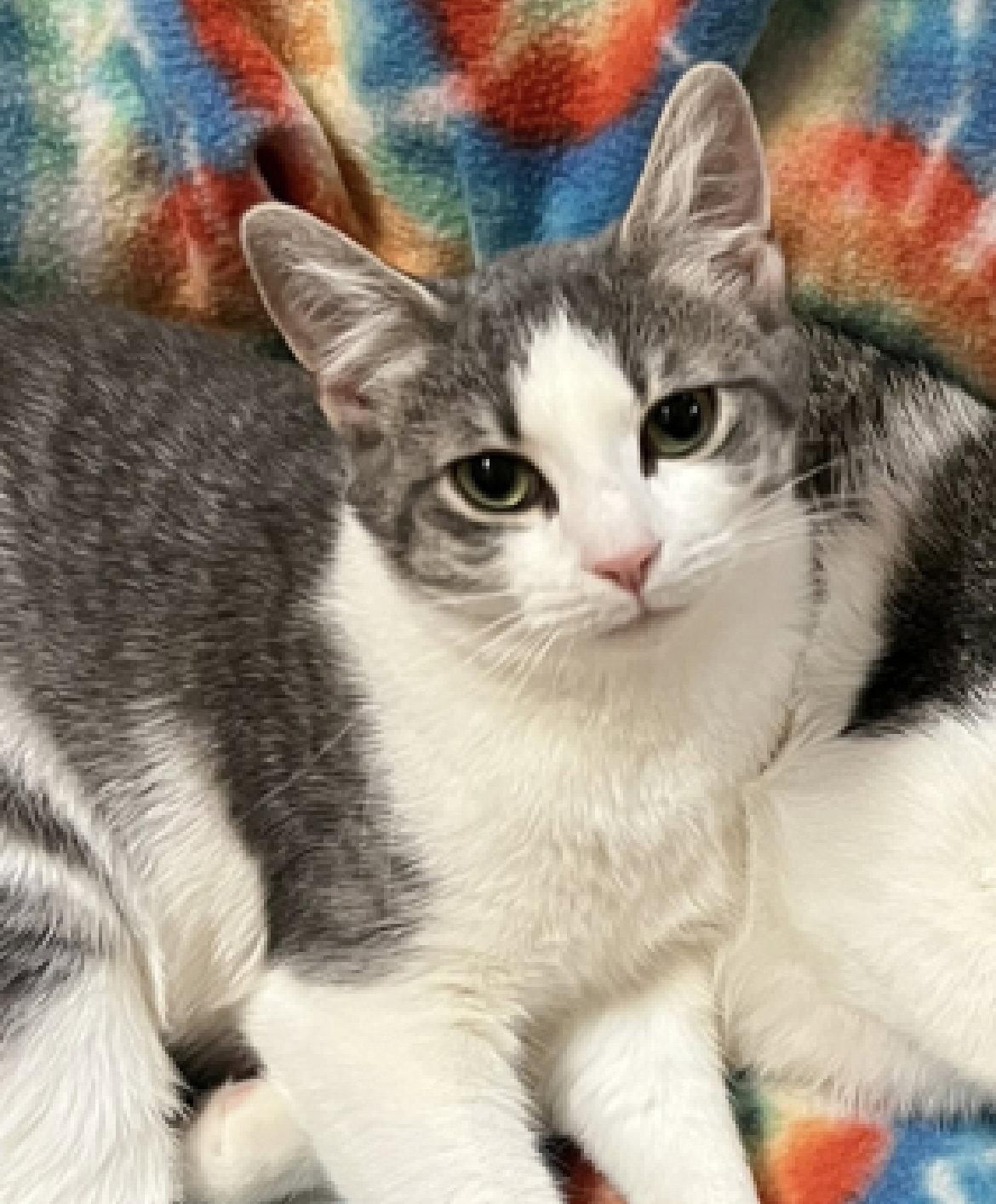 Darcy, Adoptable, Young Female Domestic Short Hair.