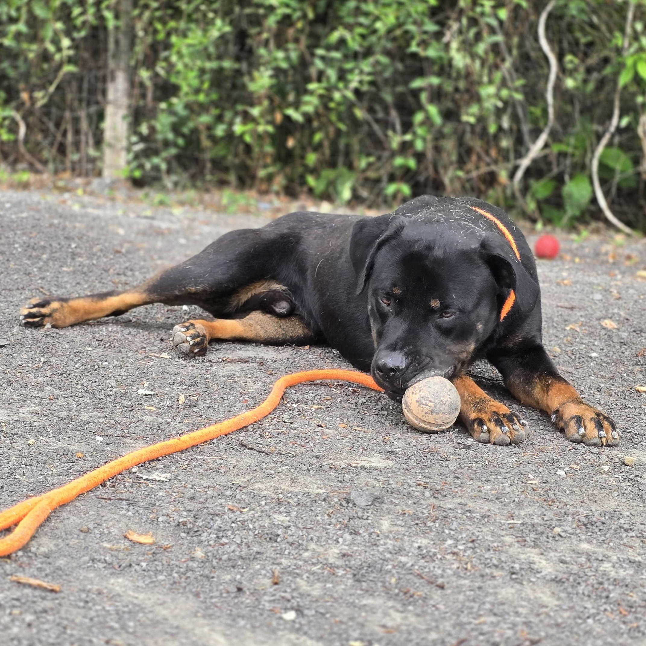 Enlarge Rugar, a ADOPTABLE Rottweiler in Maynardville, TN image 1/1