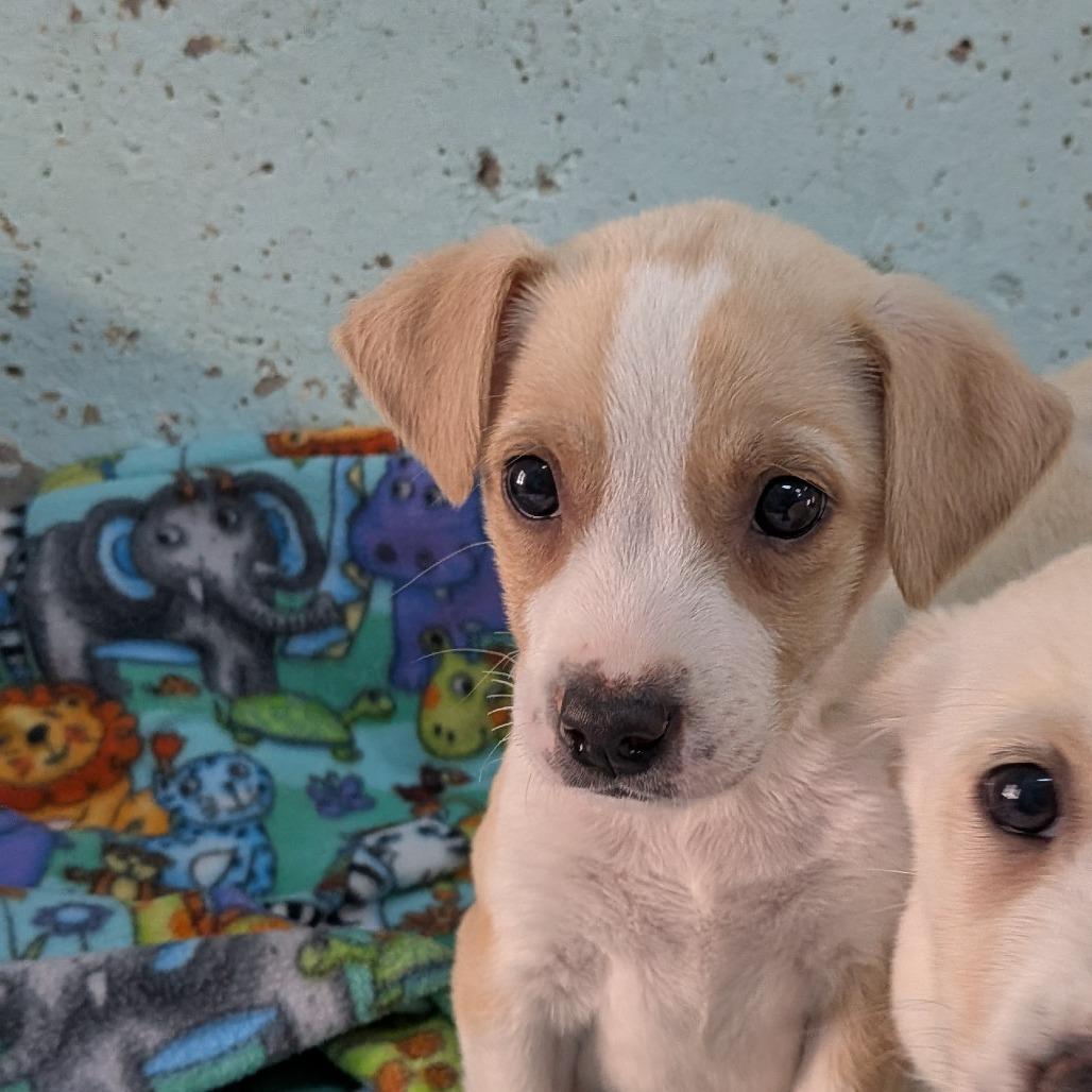 Piper, Adoptable, Puppy Female Mixed Breed.