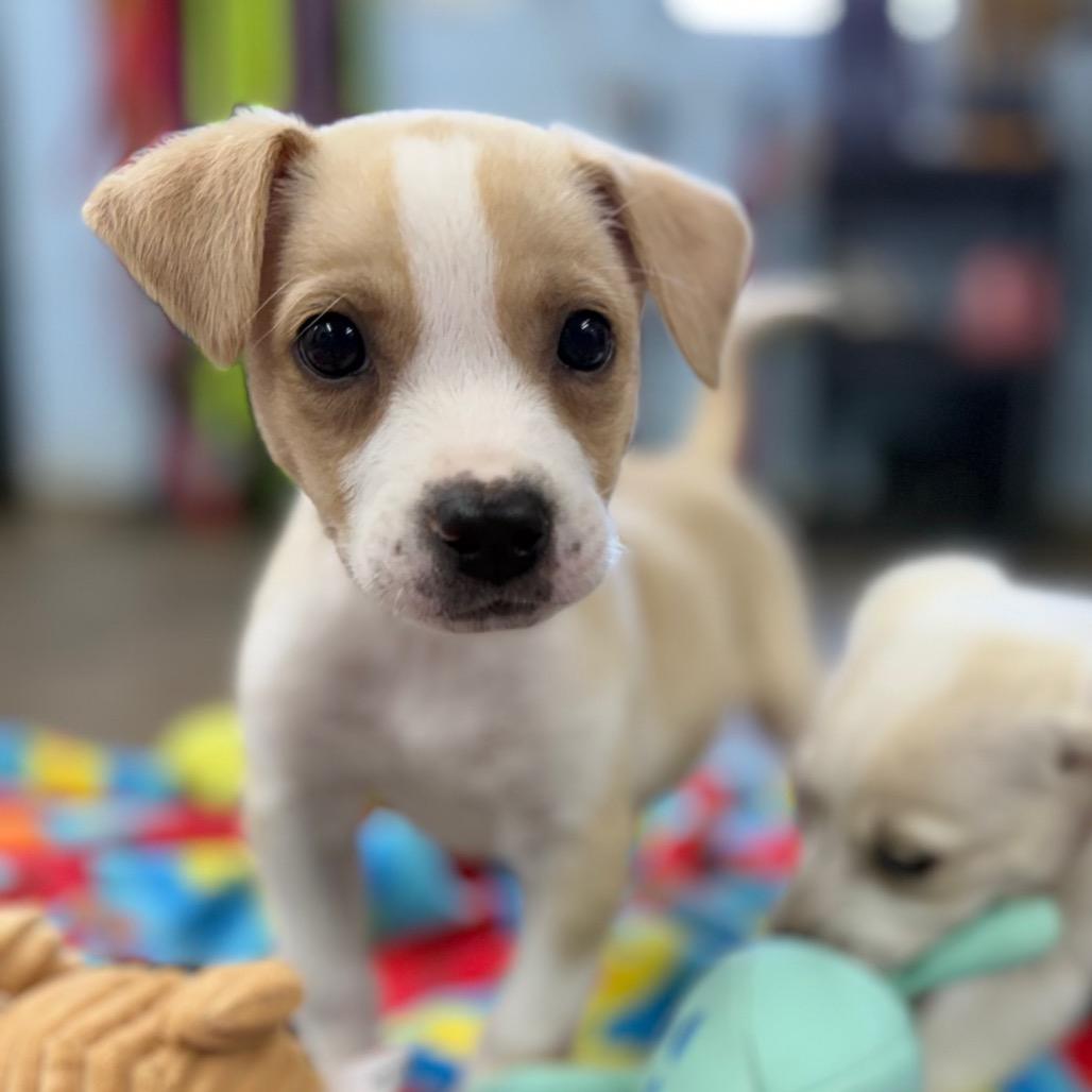Enlarge Piper, a Adoptable Mixed Breed in Tulsa, OK image 2/3