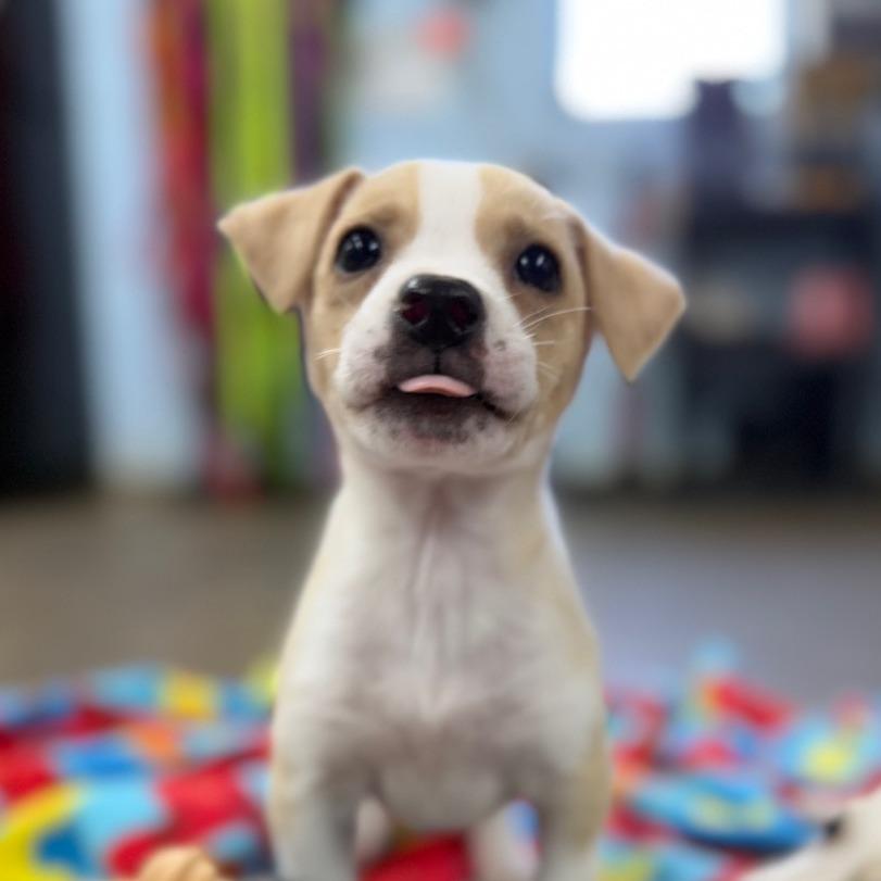Enlarge Piper, a Adoptable Mixed Breed in Tulsa, OK image 3/3